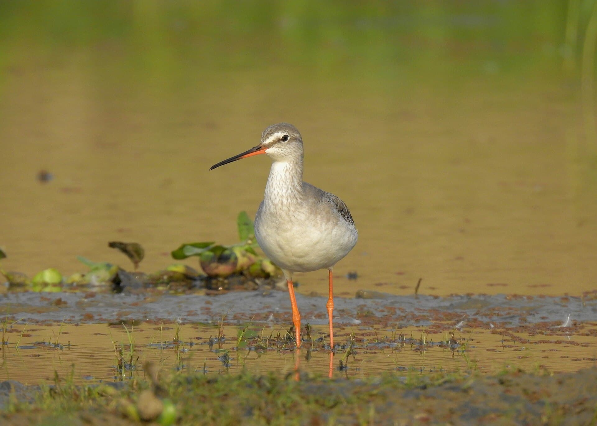 Zwarte Ruiter (Tringa erythropus) - Spotted Redshank by Tisha Mukherjee 09