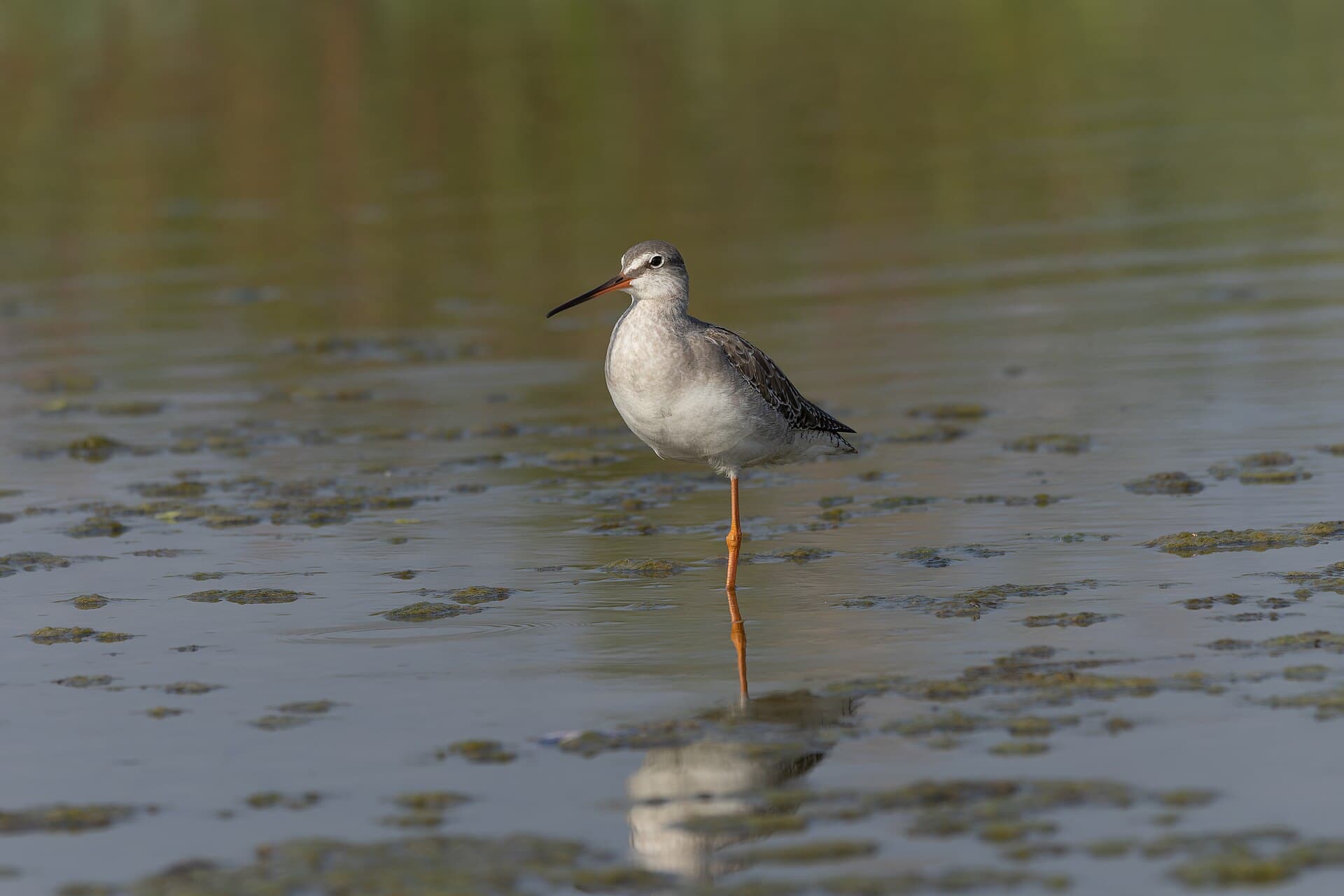 Zwarte Ruiter (Tringa erythropus) - Spotted Redshank by Tisha Mukherjee 19