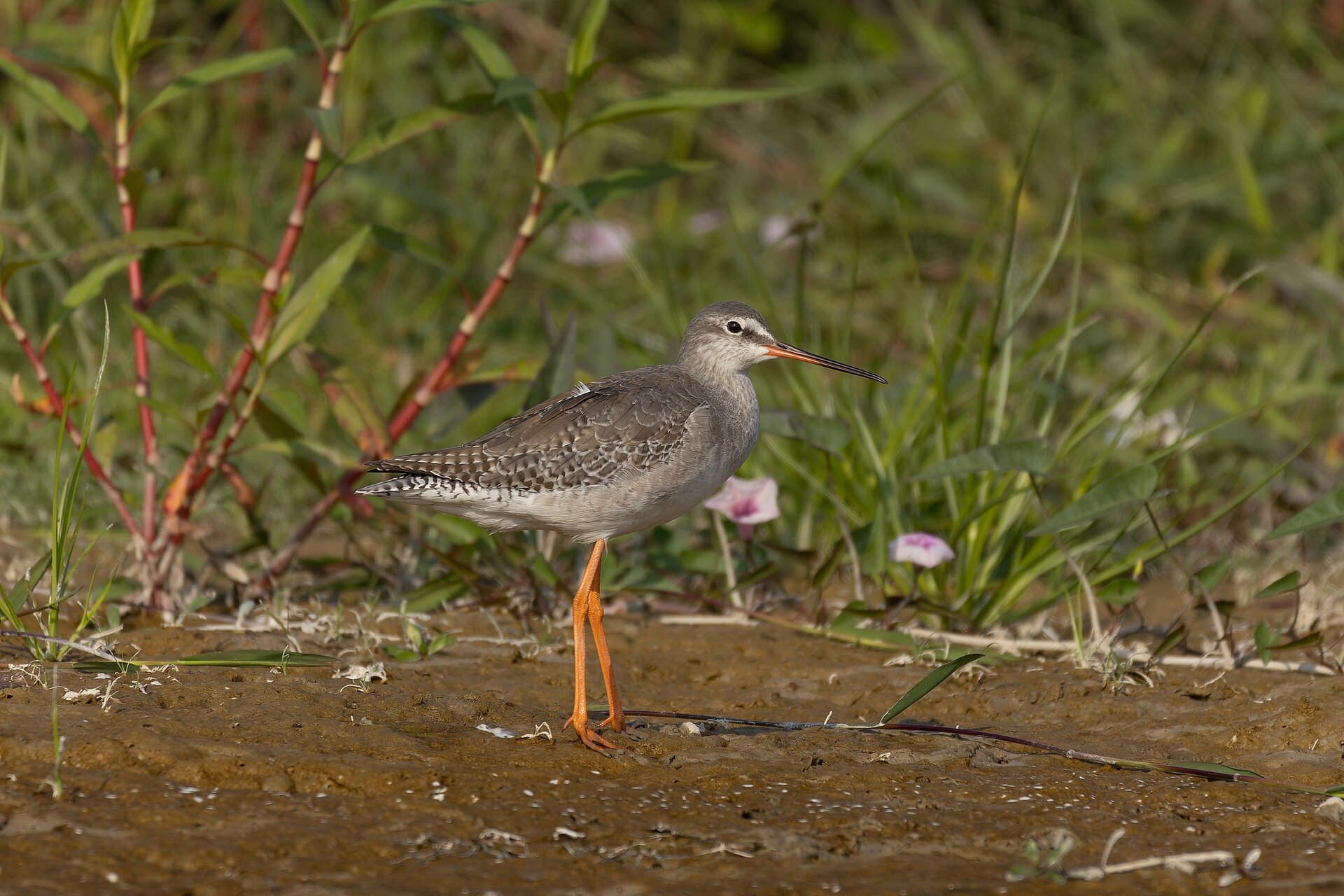 Zwarte Ruiter (Tringa erythropus) - Spotted Redshank by Tisha Mukherjee 15