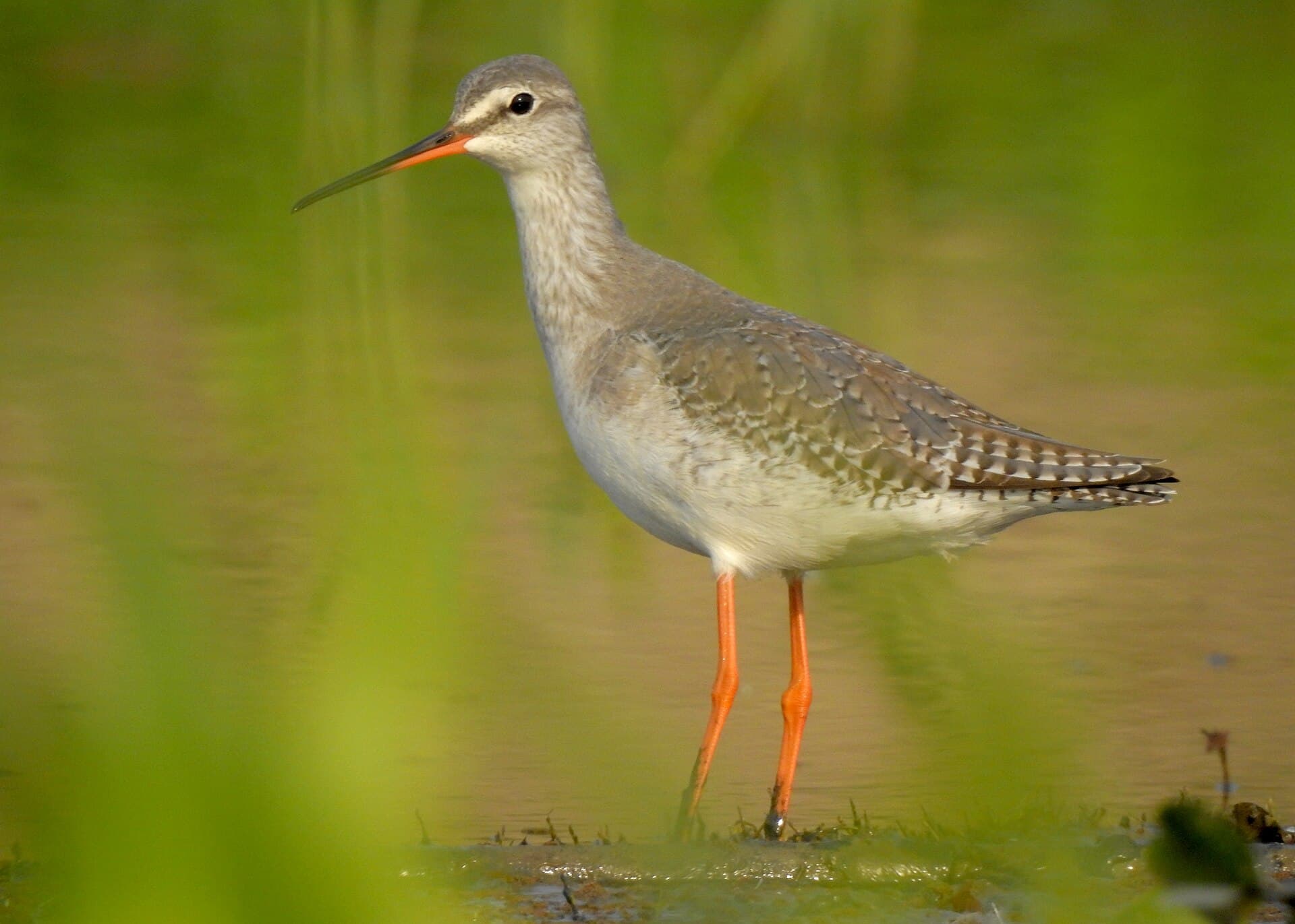 Zwarte Ruiter (Tringa erythropus) - Spotted Redshank by Tisha Mukherjee 05