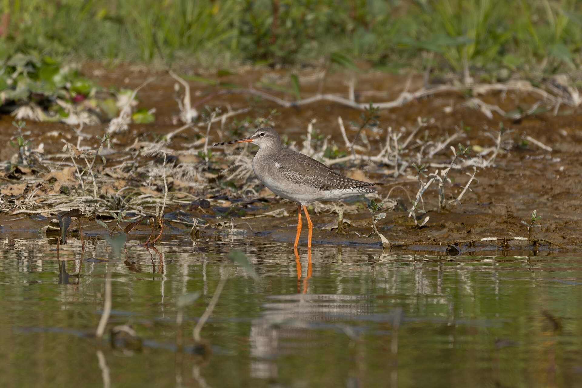 Zwarte Ruiter (Tringa erythropus) - Spotted Redshank by Tisha Mukherjee 16