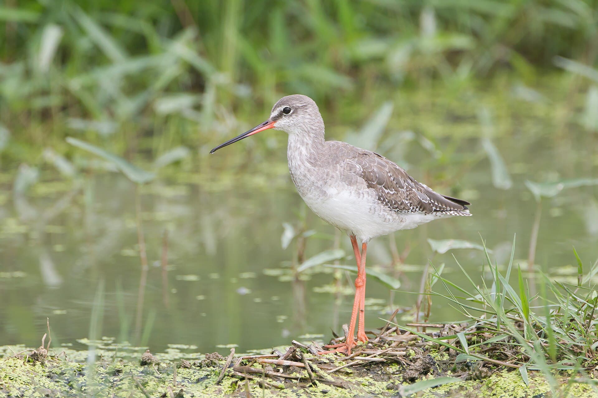 Zwarte Ruiter (Tringa erythropus) - Tringa erythropus - Laem Pak Bia
