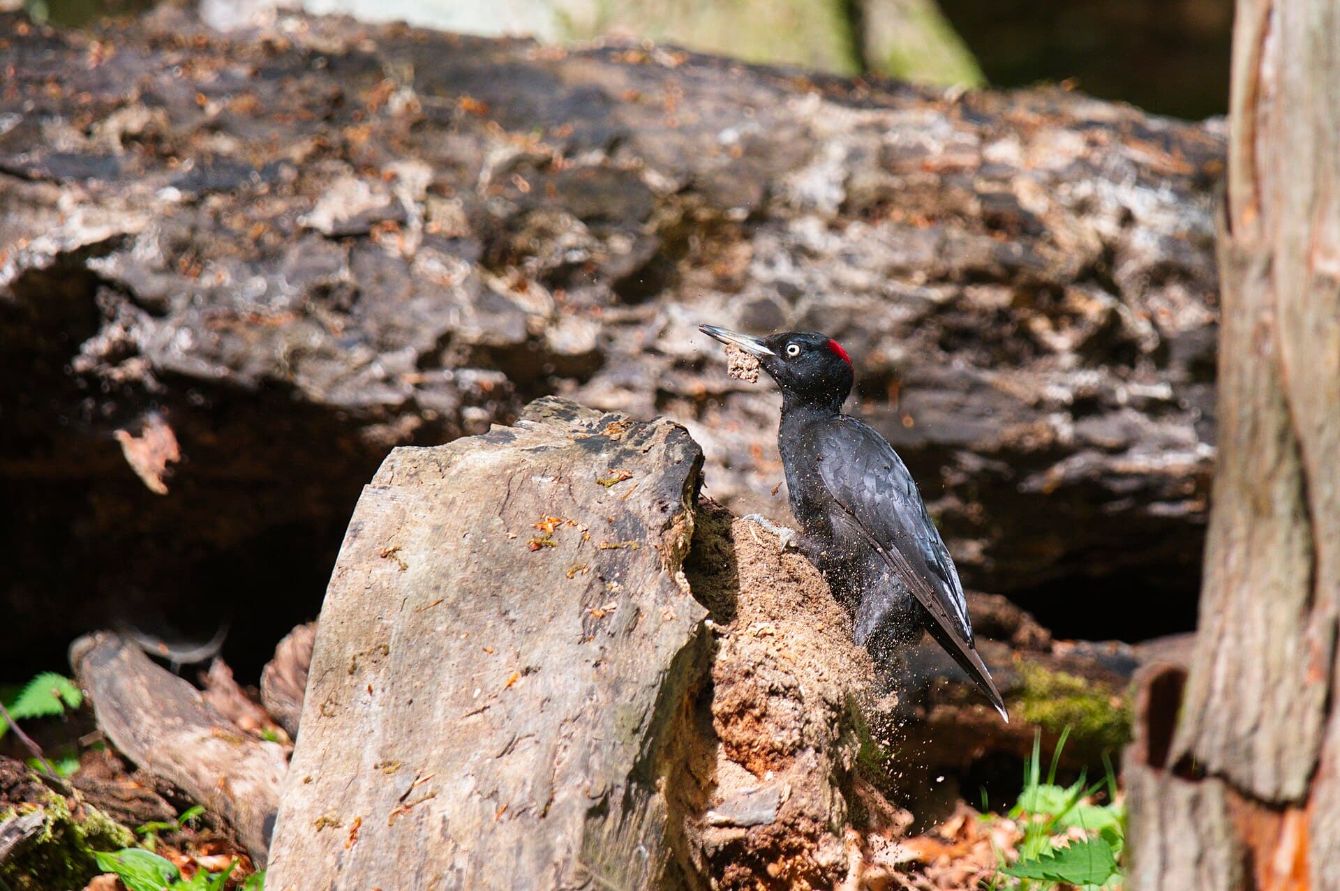 Zwarte Specht (Dryocopus martius) - Schwarzspecht Weibchen auf Futtersuche im FFH-Gebiet Hallerbruch