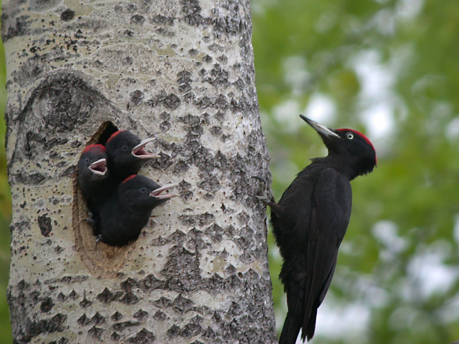 Zwarte Specht (Dryocopus martius) - BlackWoods