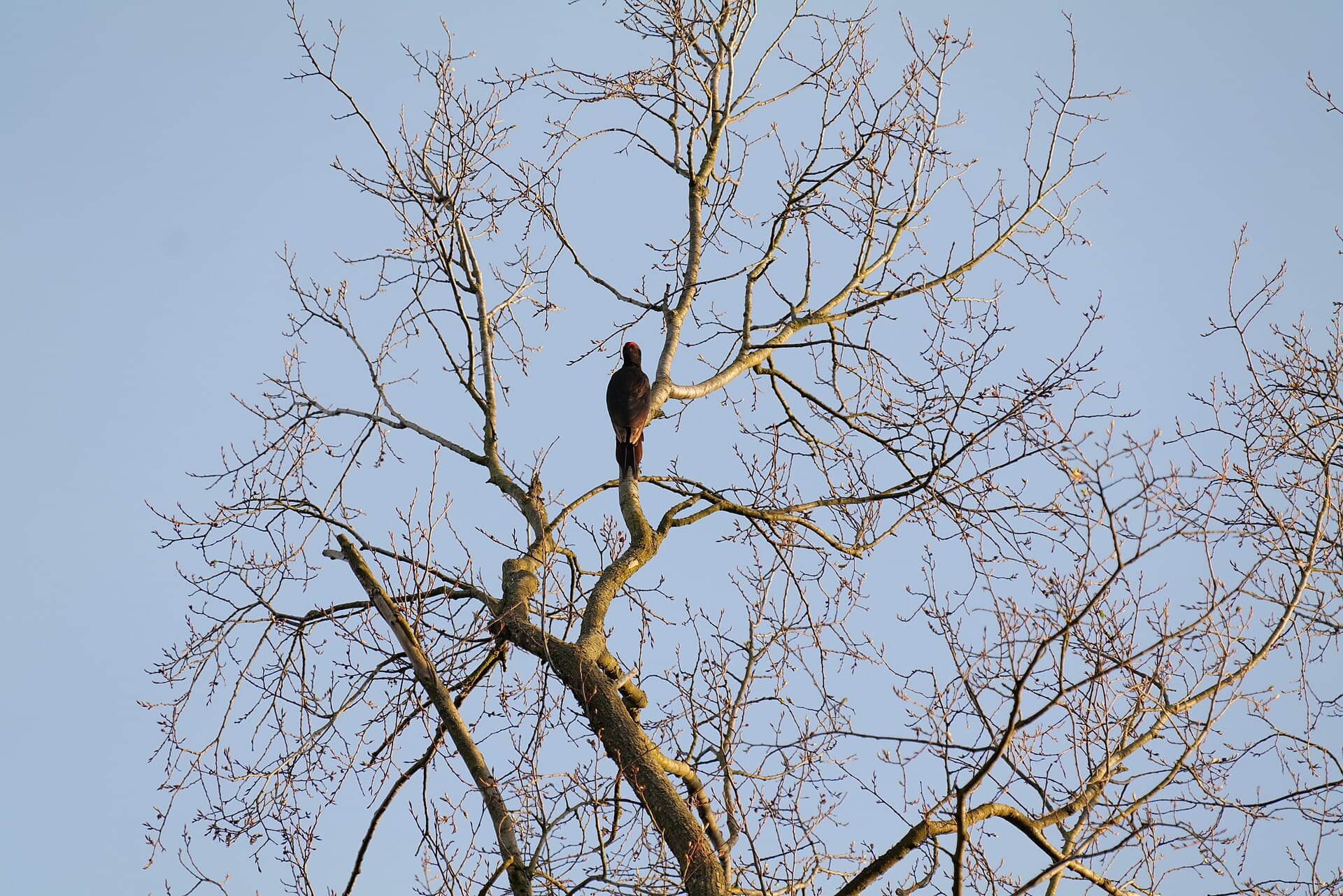 Zwarte Specht (Dryocopus martius) - Dryocopus martius in Spandauer Forst 2020-04-11 07