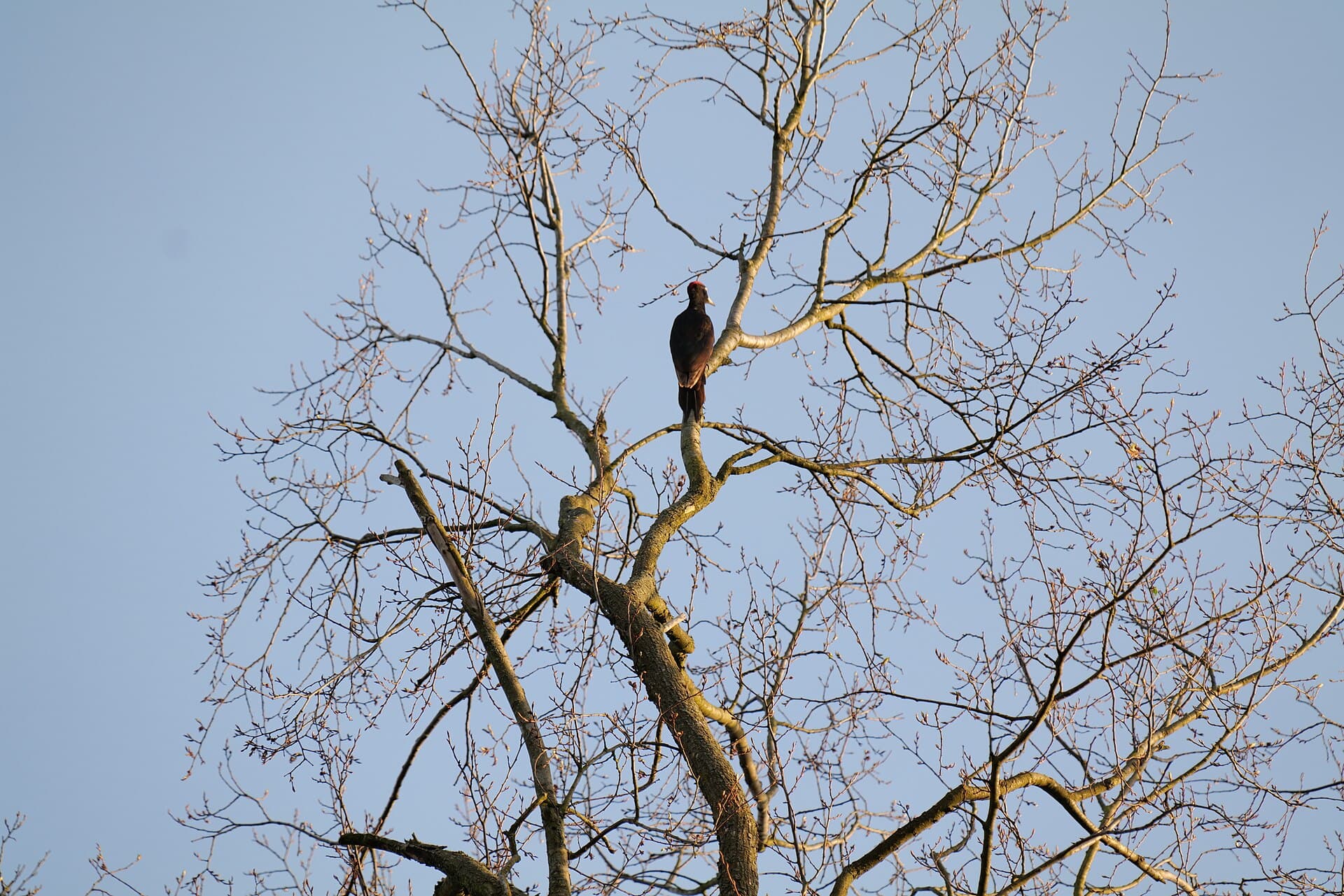 Zwarte Specht (Dryocopus martius) - Dryocopus martius in Spandauer Forst 2020-04-11 04