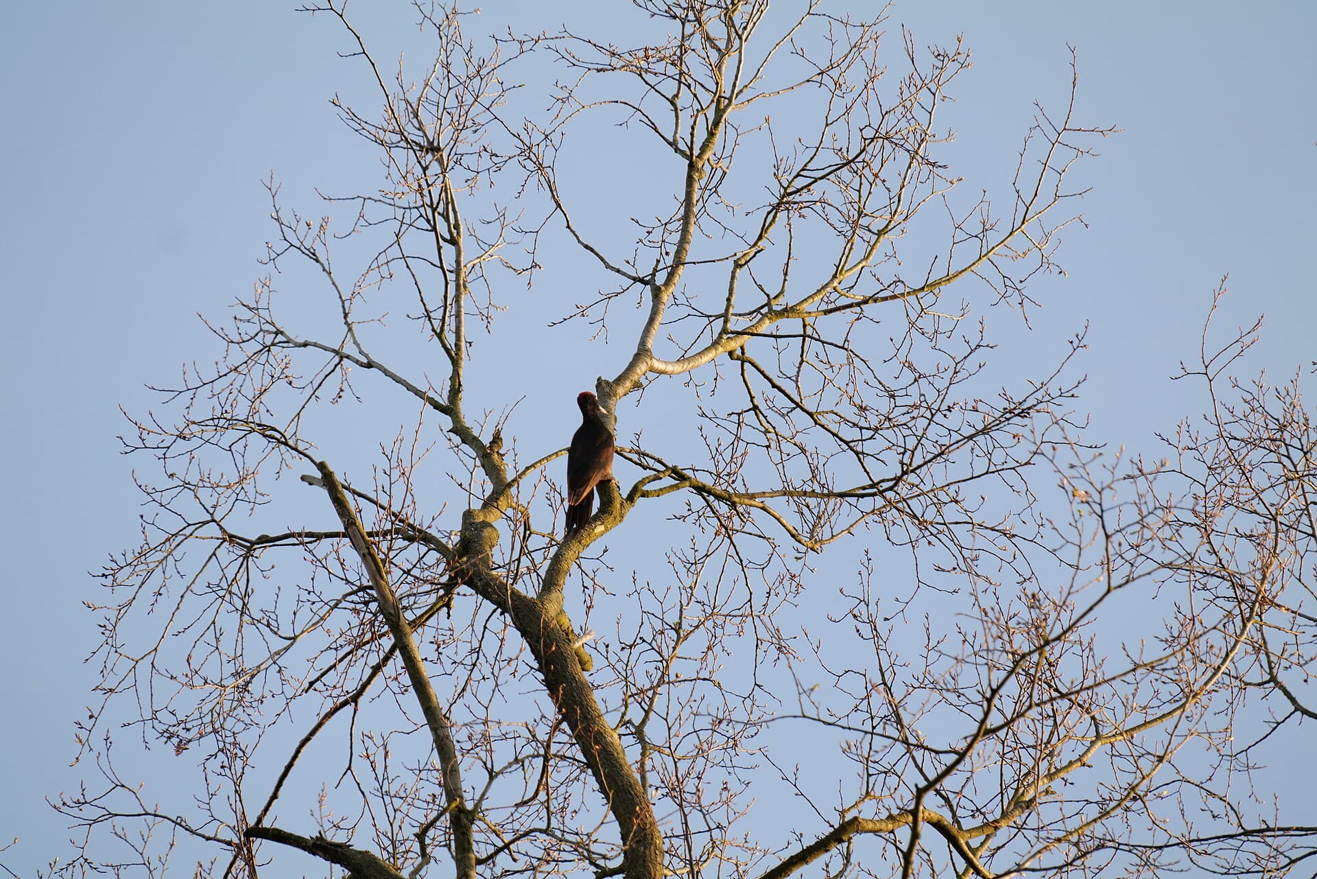 Zwarte Specht (Dryocopus martius) - Dryocopus martius in Spandauer Forst 2020-04-11 01