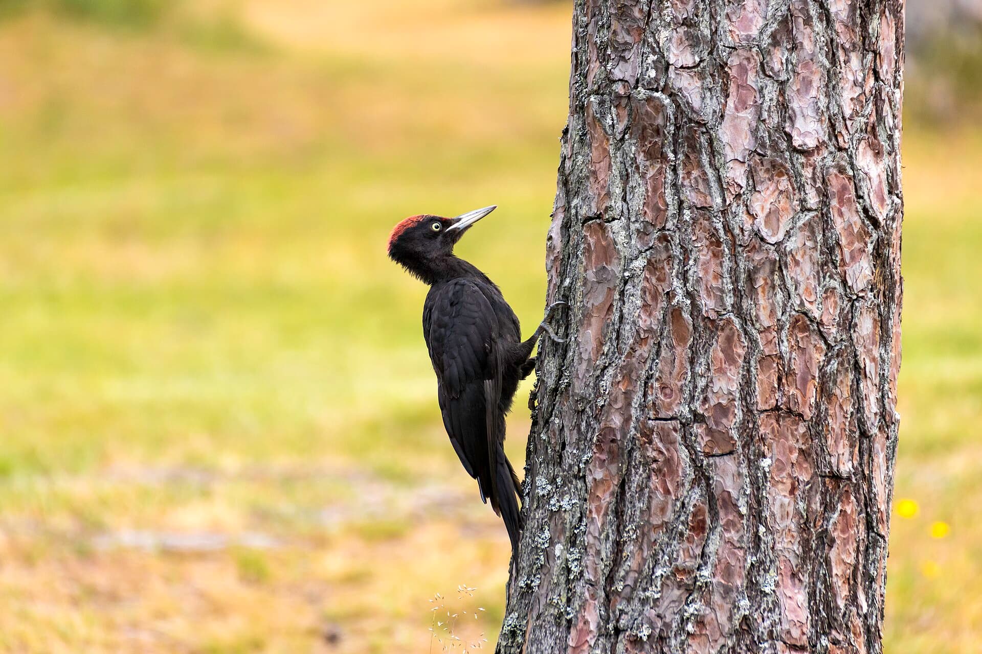 Zwarte Specht (Dryocopus martius) - Peto negro