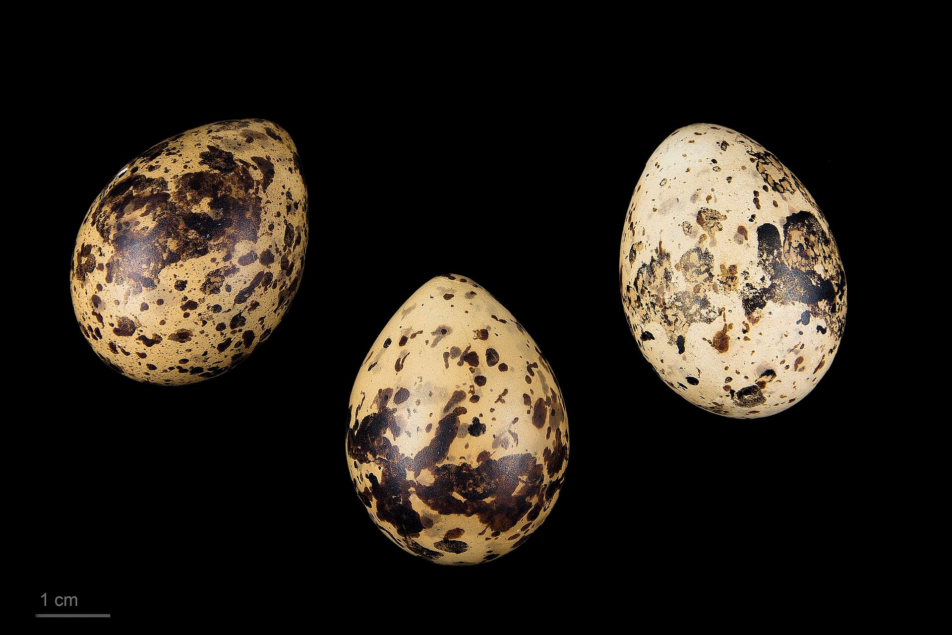 Zwarte Stern (Chlidonias niger) - Chlidonias niger niger MHNT.ZOO.2010.11.132.9