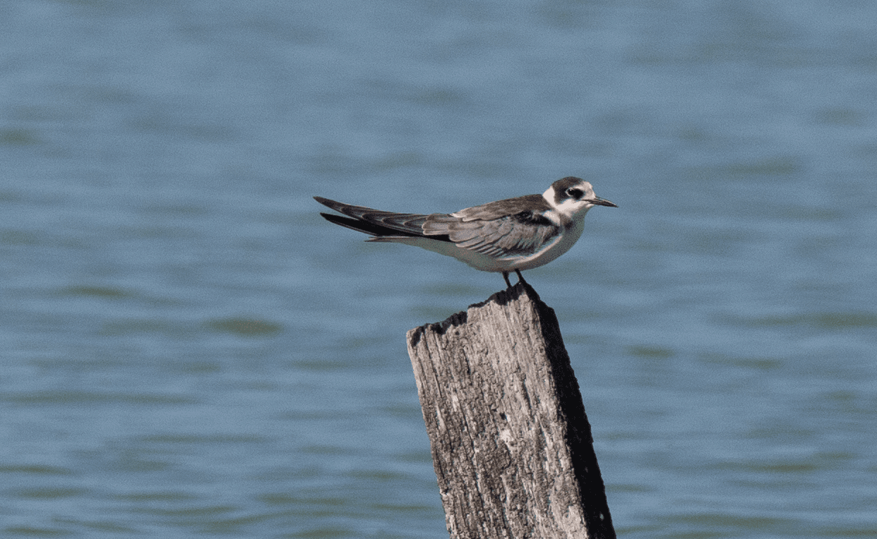 Zwarte Stern (Chlidonias niger) - Black Tern, juvenile, Torrile, Parma, Emilia-Romagna, Italy 1