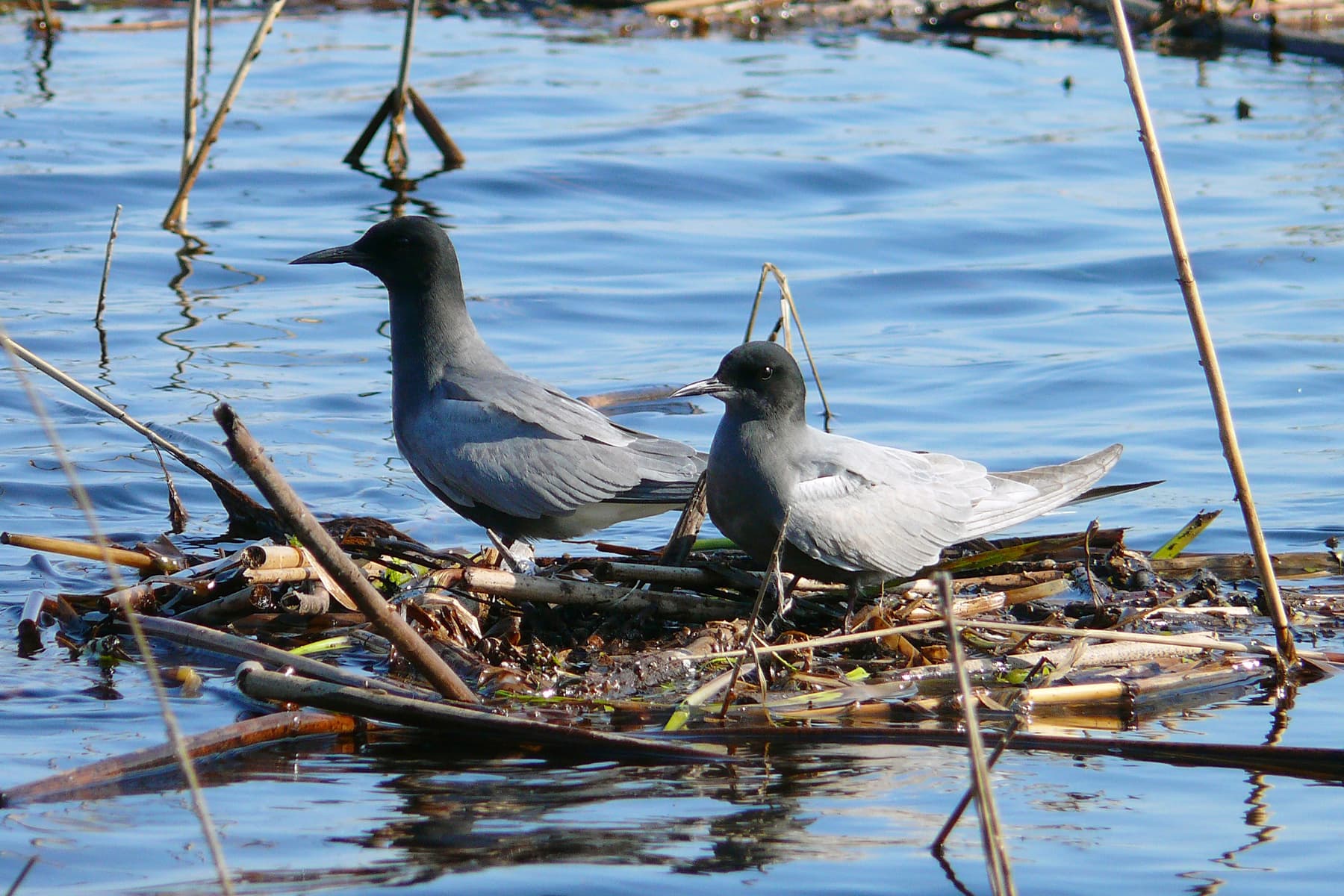 Zwarte Stern (Chlidonias niger) - Black Tern, Borok, Yaroslavl Oblast, Russia 1