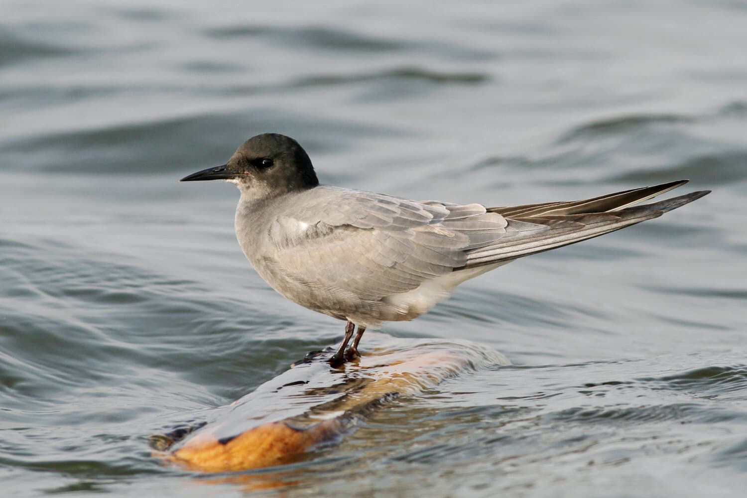 Zwarte Stern (Chlidonias niger) - Čorík čierny (Chlidonias niger) a (4644831482)