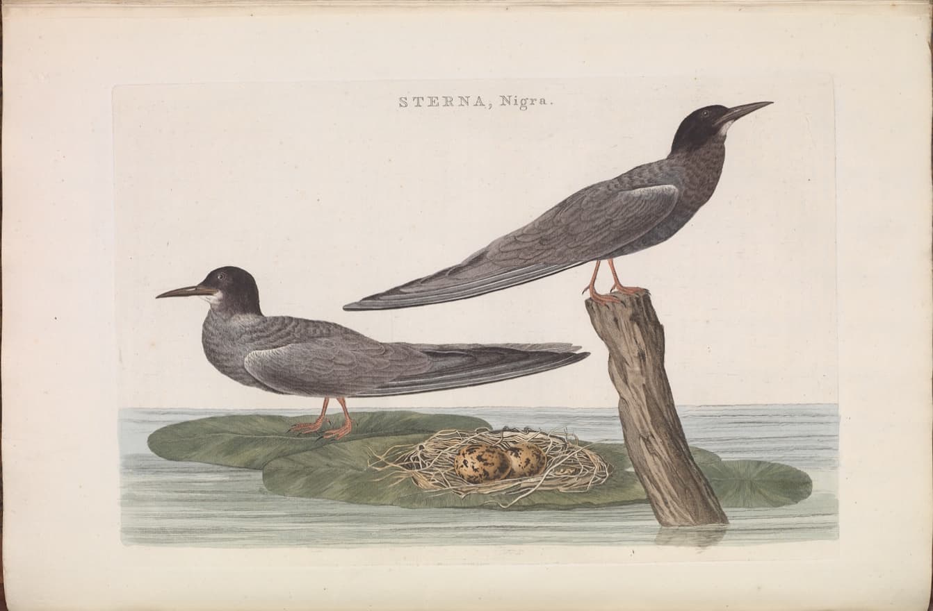 Zwarte Stern (Chlidonias niger) - Black tern from Nederlandsche vogelen (Dutch birds) by Nozeman and Sepp (1770-1829)