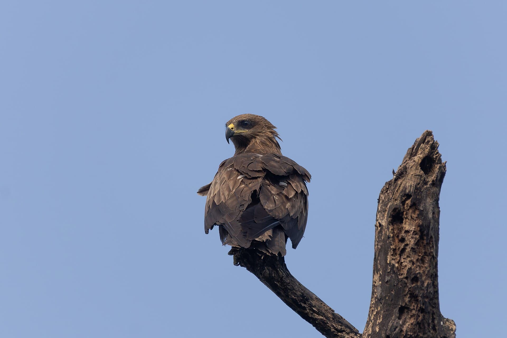 Zwarte Wouw (Milvus migrans) - Black Kite in Rabindra Sarobar January 2024 by Tisha Mukherjee 02