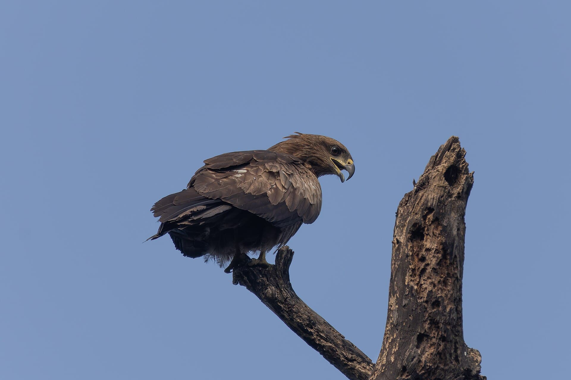Zwarte Wouw (Milvus migrans) - Black Kite in Rabindra Sarobar January 2024 by Tisha Mukherjee 01