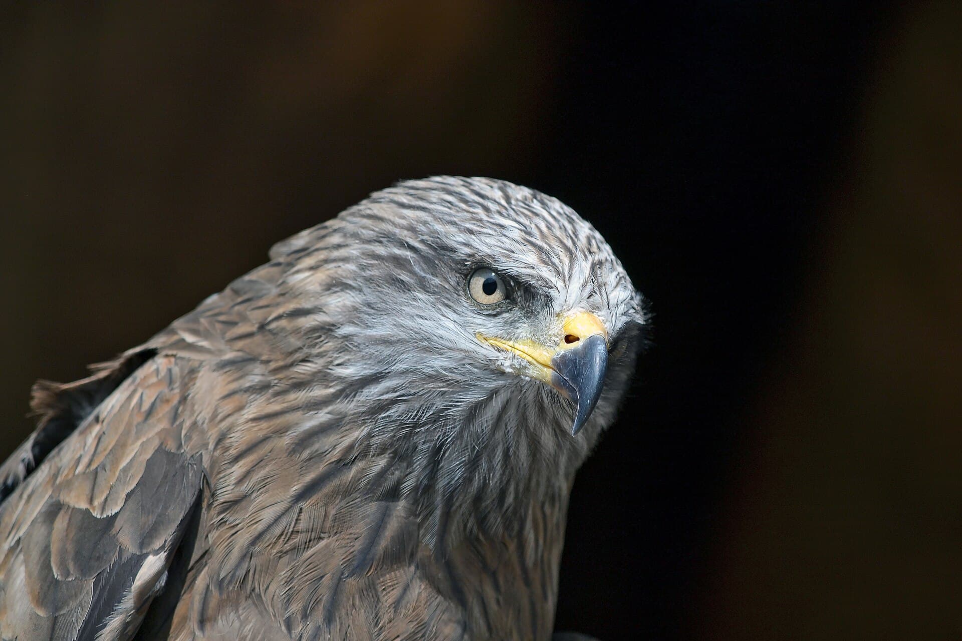 Zwarte Wouw (Milvus migrans) - Milvus migrans head
