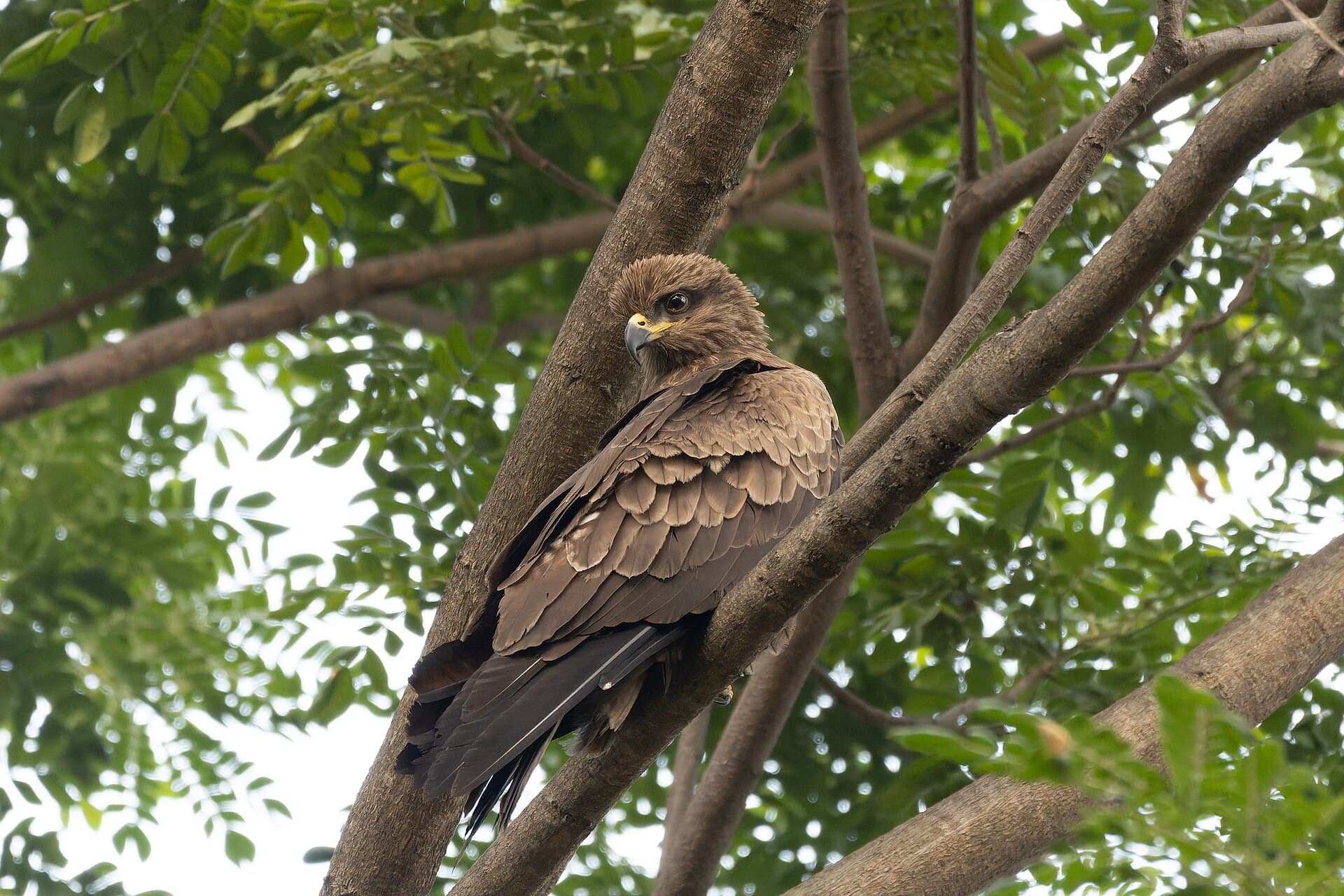 Zwarte Wouw (Milvus migrans) - Black Kite in Rabindra Sarobar January 2024 by Tisha Mukherjee 03