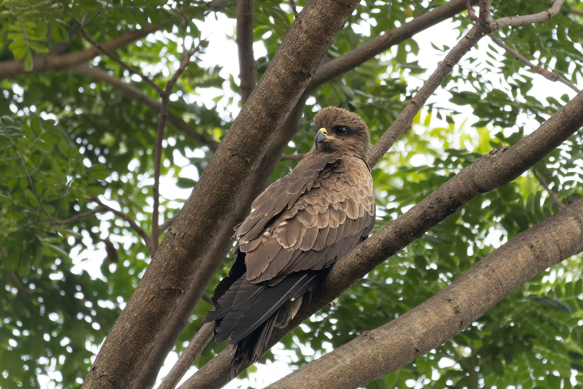 Zwarte Wouw (Milvus migrans) - Black Kite in Rabindra Sarobar January 2024 by Tisha Mukherjee 04