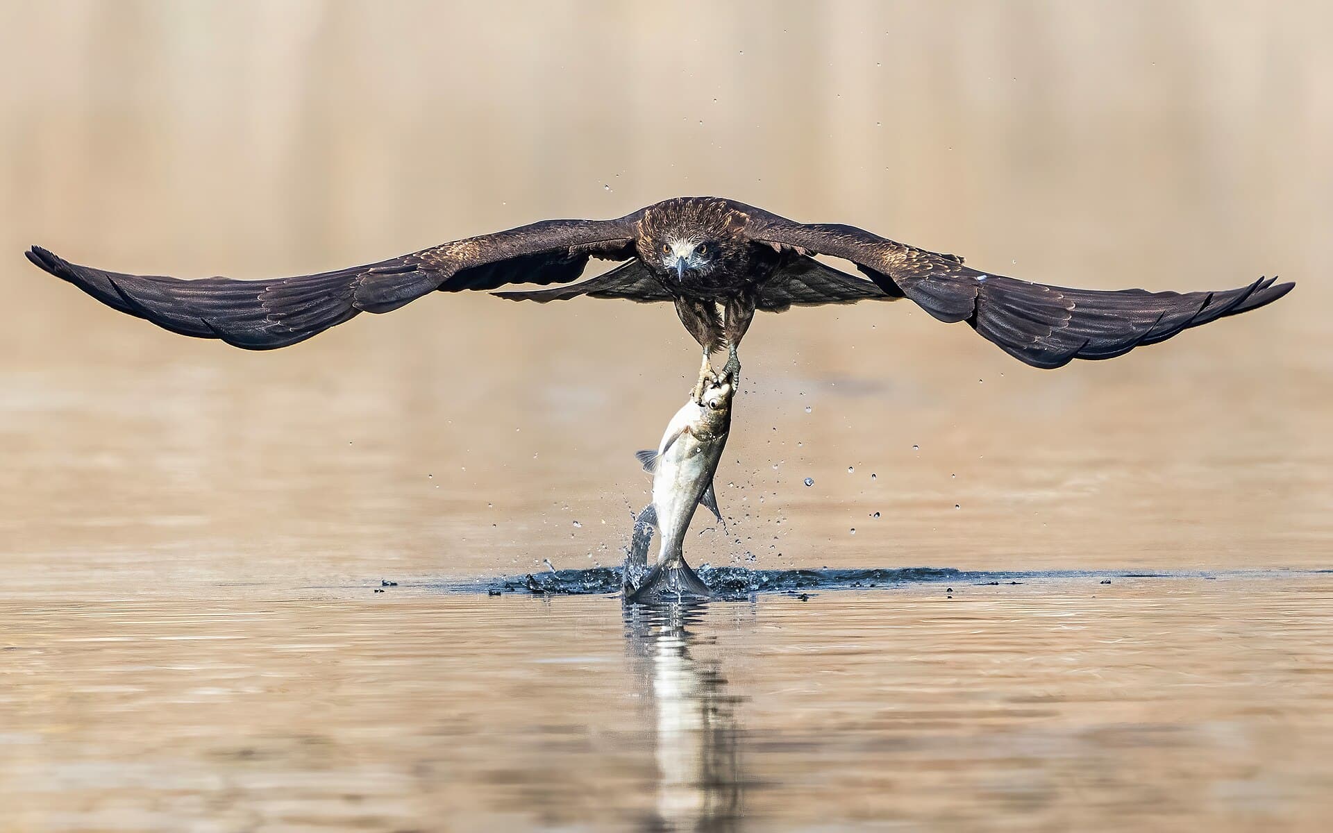 Zwarte Wouw (Milvus migrans) - Black kite impersonating an osprey