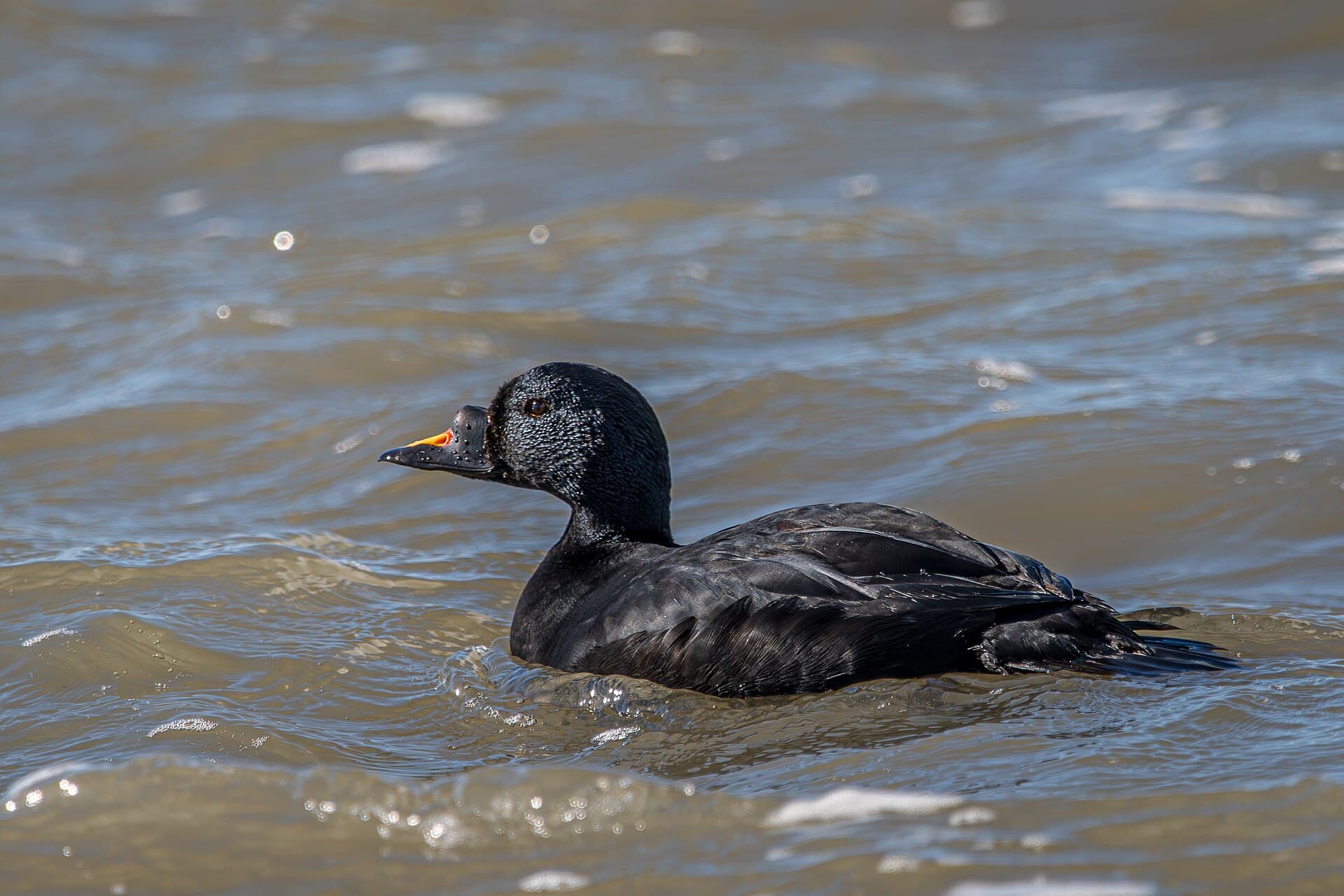 Zwarte Zeeëend (Melanitta nigra) - Männliche Trauerente (Melanitta nigra) - Spiekeroog, Nationalpark Niedersächsisches Wattenmeer