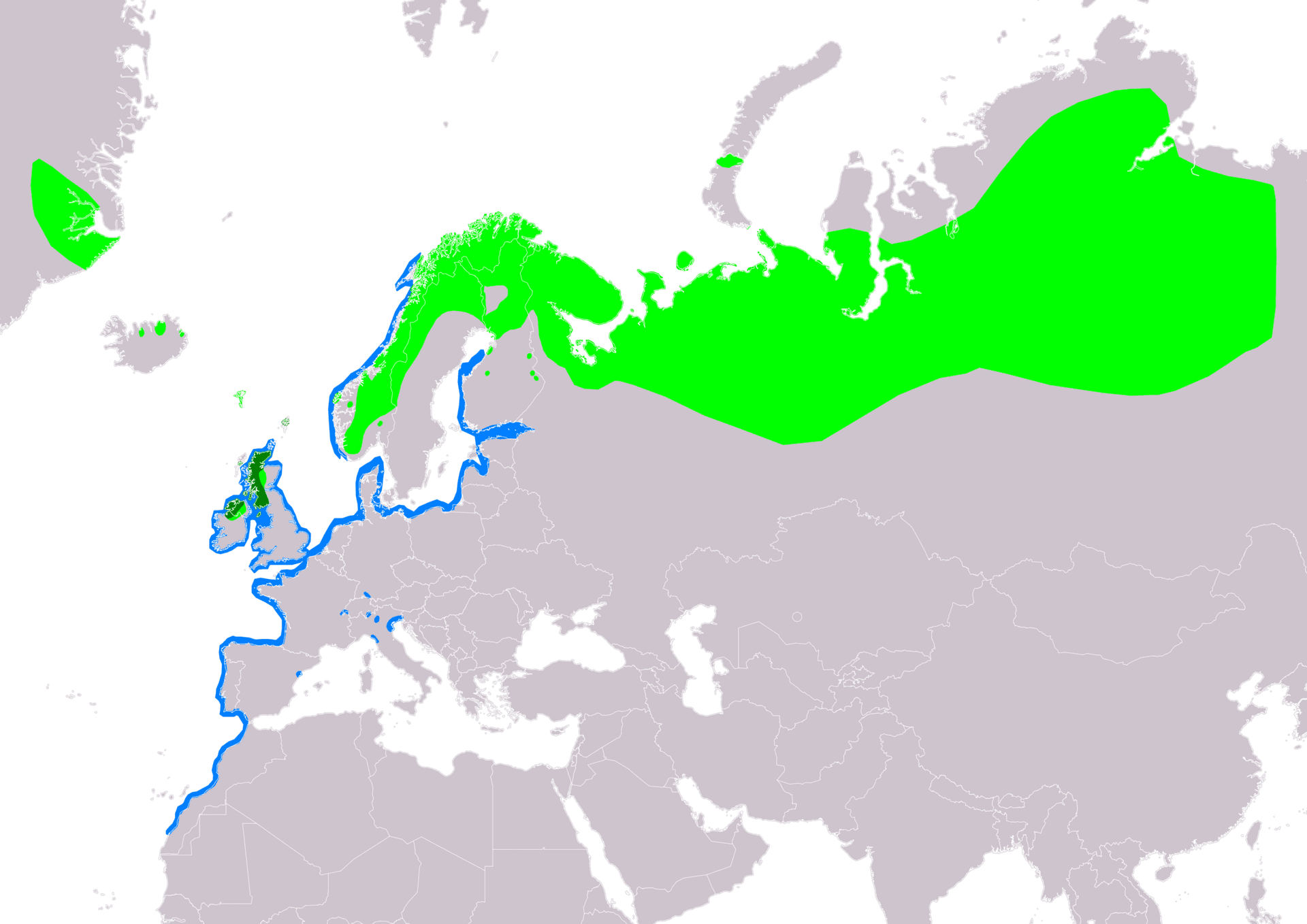 Zwarte Zeeëend (Melanitta nigra) - MelanittaNigraIUCNver2019-2