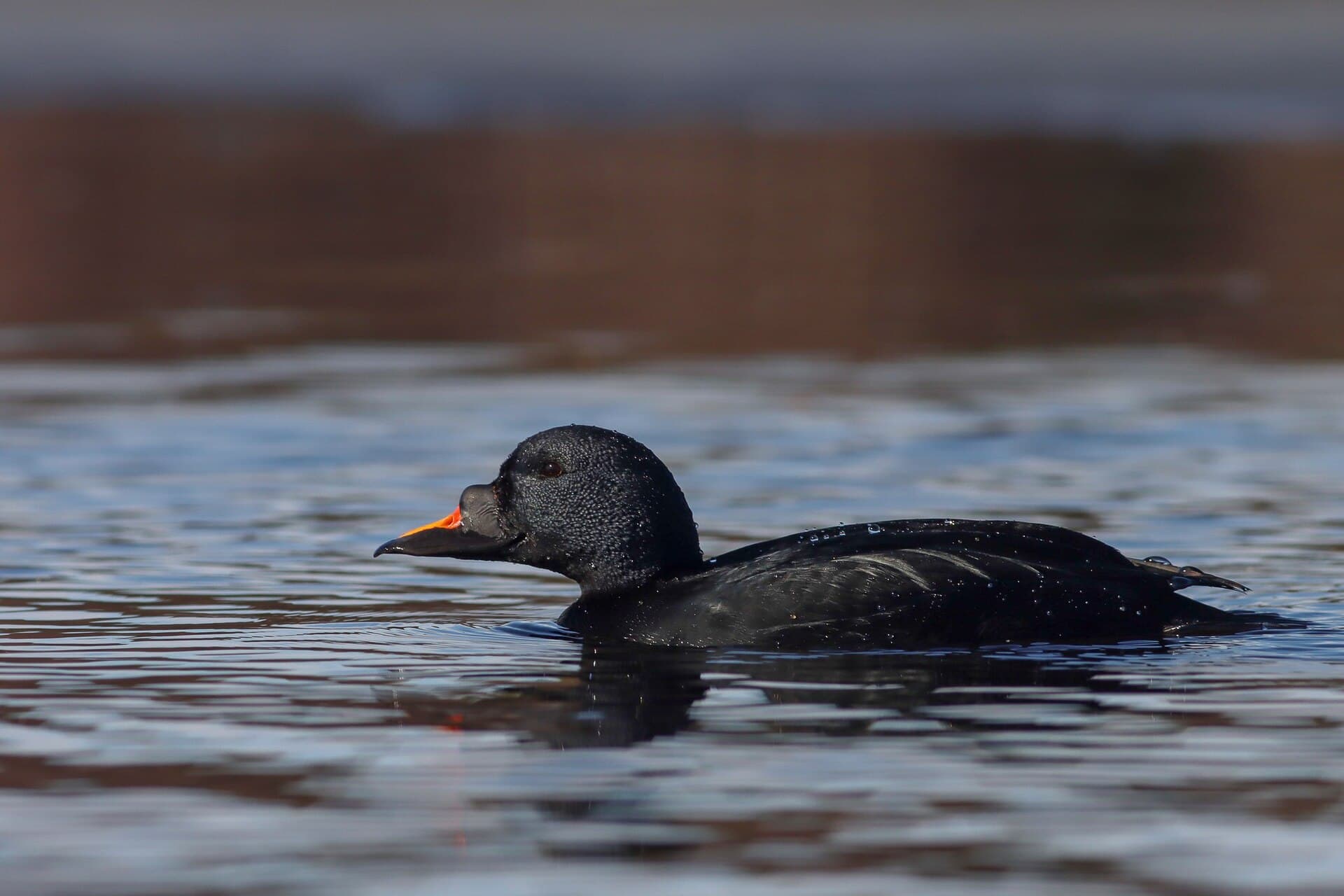 Zwarte Zeeëend (Melanitta nigra) - Melanitta nigra 278393468