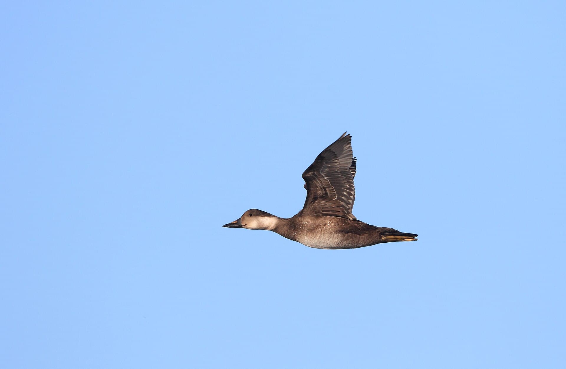 Zwarte Zeeëend (Melanitta nigra) - Svartand. (Melanitta nigra)