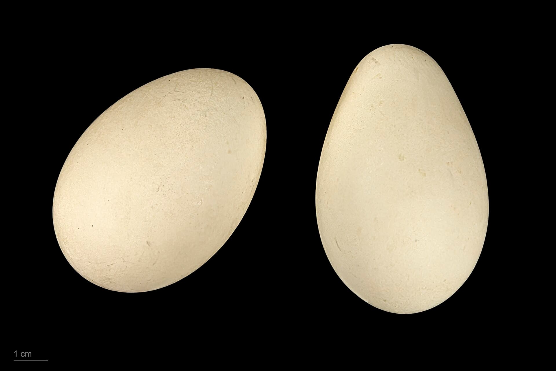 Zwarte Zeeëend (Melanitta nigra) - Melanitta nigra MHNT.ZOO.2010.11.19.5
