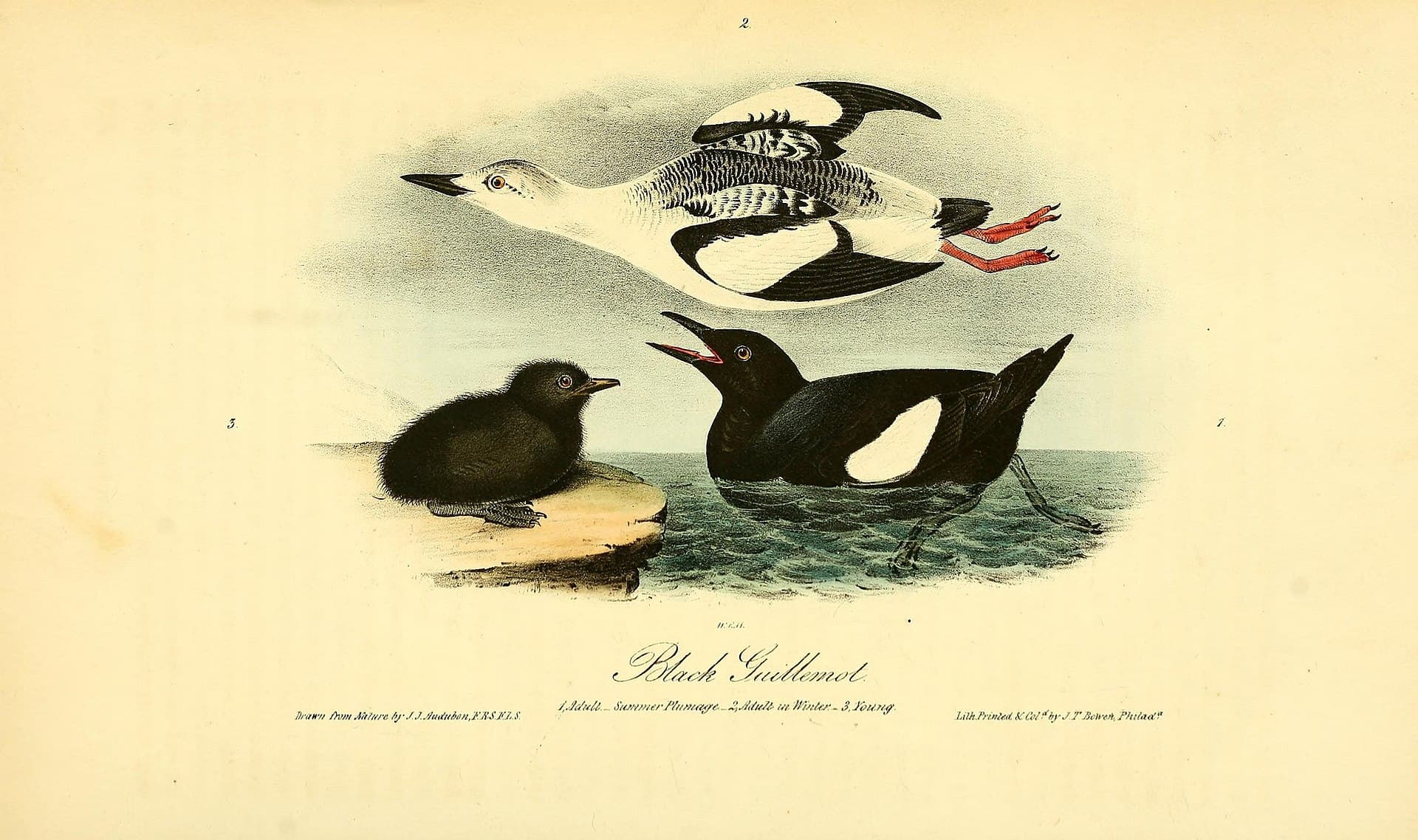Zwarte Zeekoet (Cepphus grylle) - The birds of America (Pl. 473) (8595328232)
