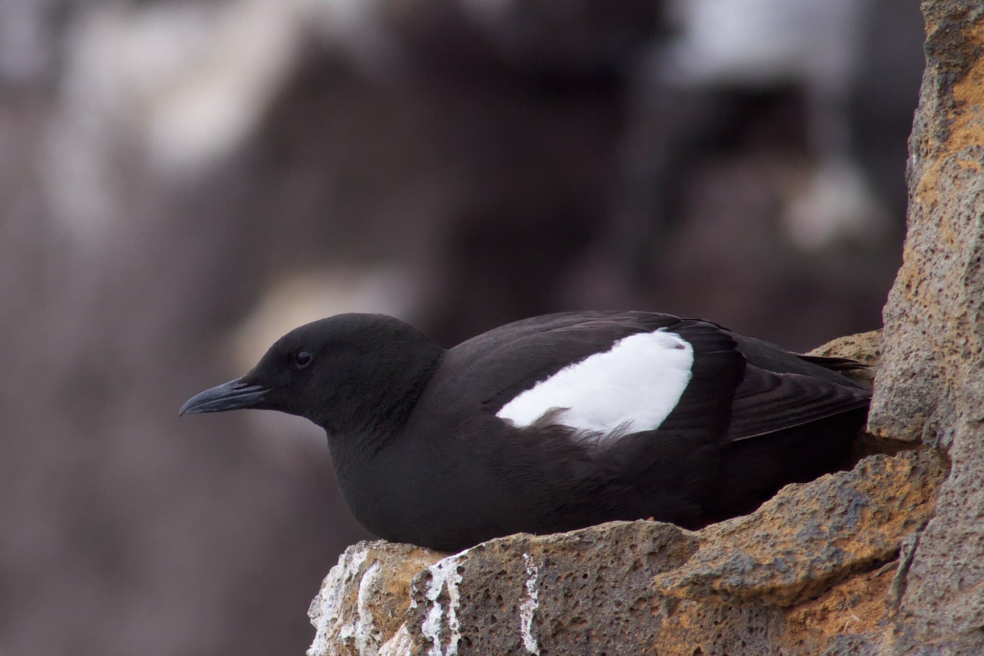 Zwarte Zeekoet (Cepphus grylle) - Black Guillemot Cepphus grylle