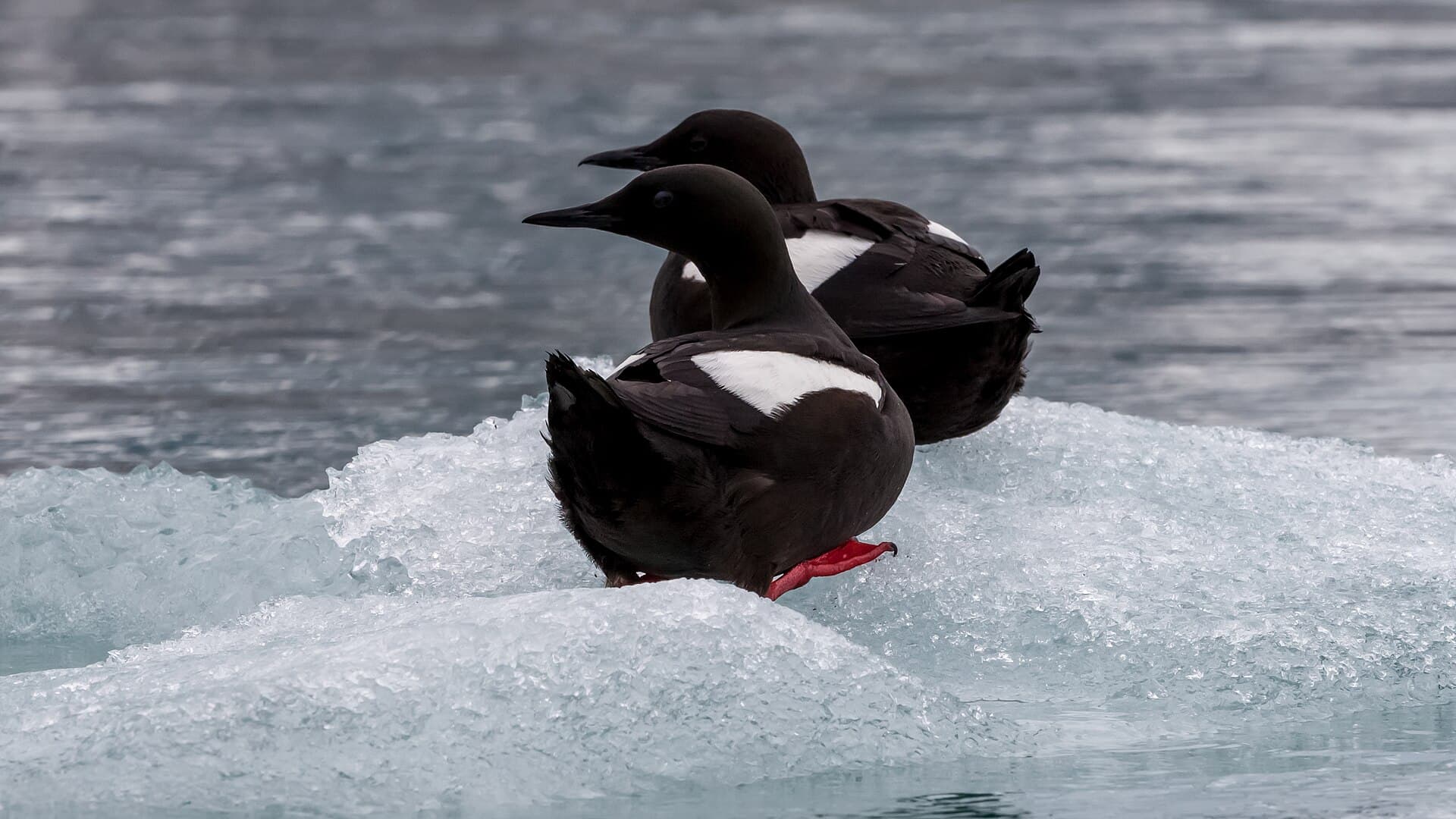 Zwarte Zeekoet (Cepphus grylle) - Black Guillemot (Cepphus grylle) on an ice floe in Spitsbergen