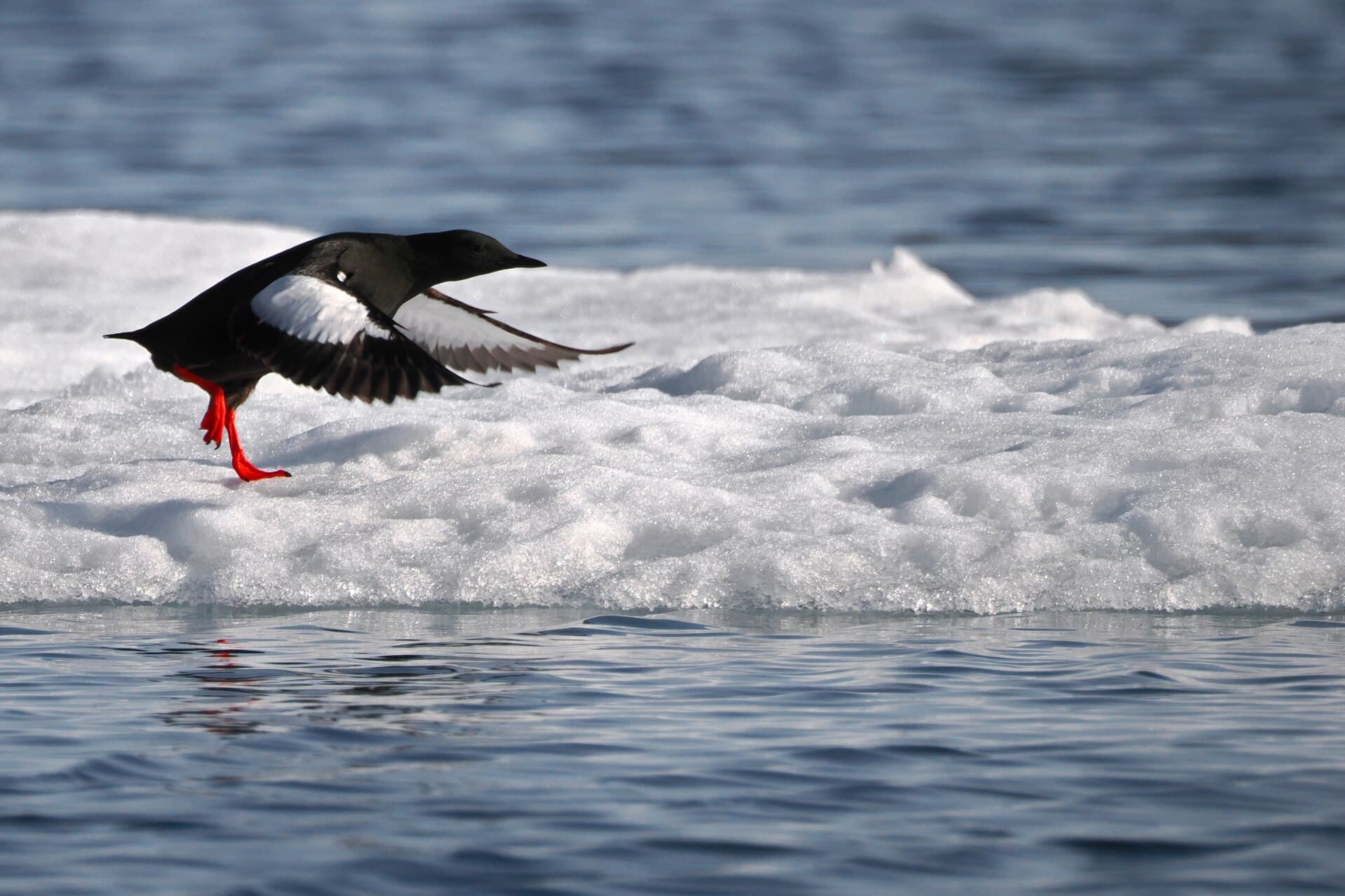 Zwarte Zeekoet (Cepphus grylle) - Black Guillemot imported from iNaturalist photo 311711364 on 1 January 2024