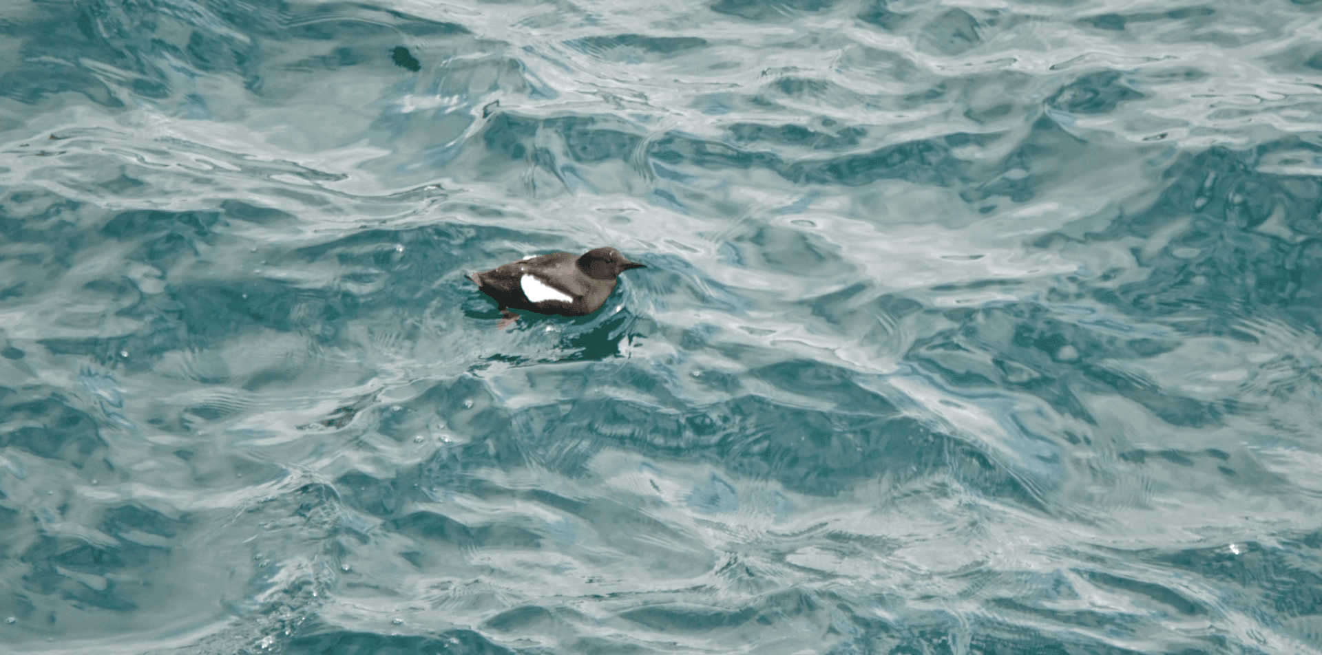 Zwarte Zeekoet (Cepphus grylle) - Cepphus grylle ssp. islandicus