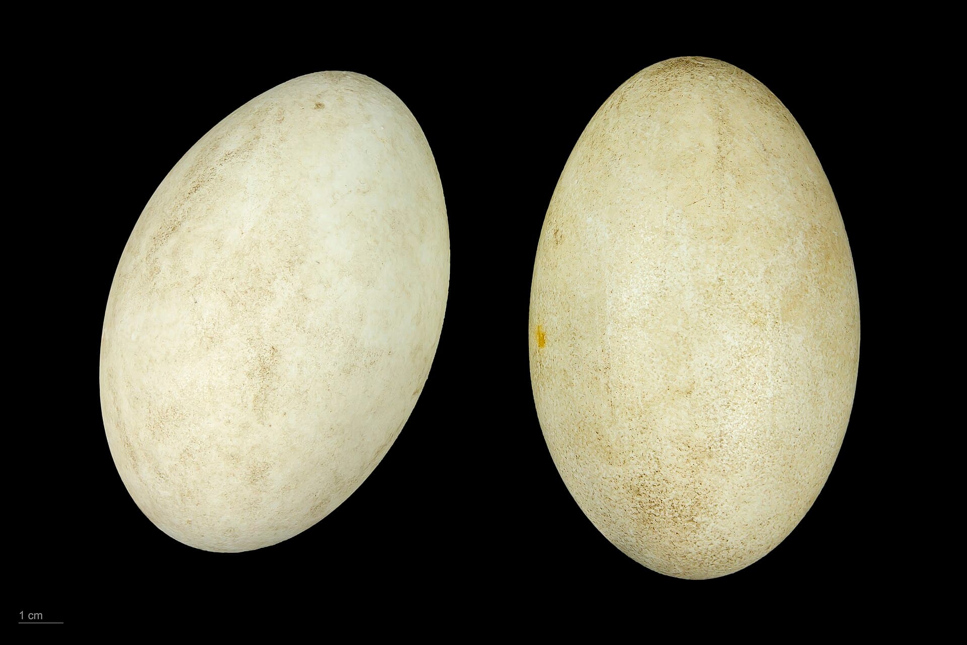 zwarte zwaan (Cygnus atratus) - Cygnus atratus MHNT.ZOO.2010.11.16.5