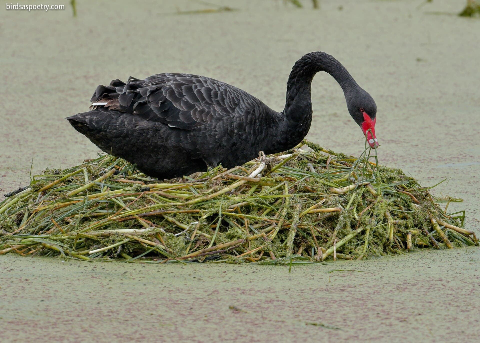 zwarte zwaan (Cygnus atratus) - Black Swan, Genesis - Flickr - birdsaspoetry