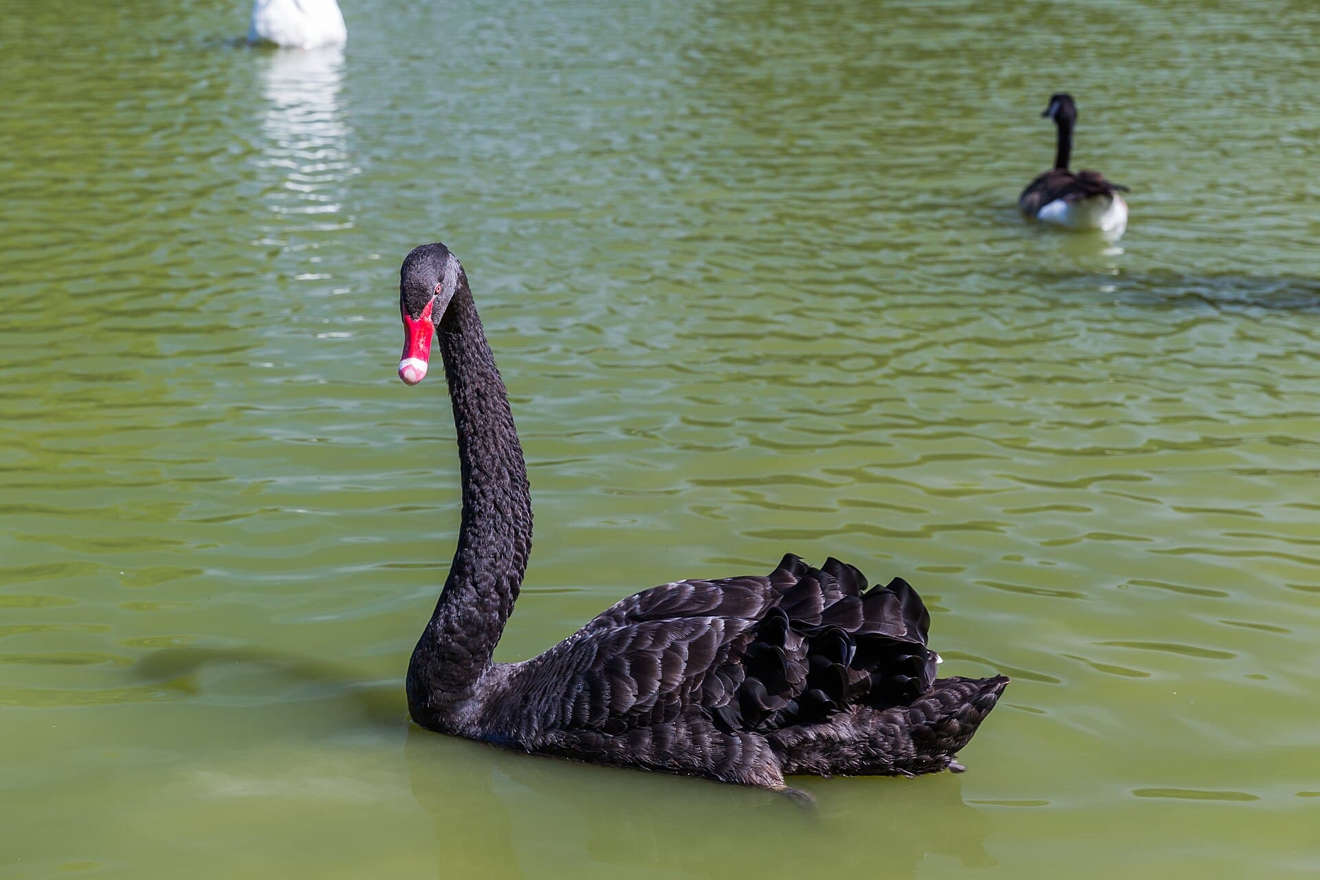 zwarte zwaan (Cygnus atratus) - Cygnus atratus (Cygne noir) - 20150806 12h47 (11043)