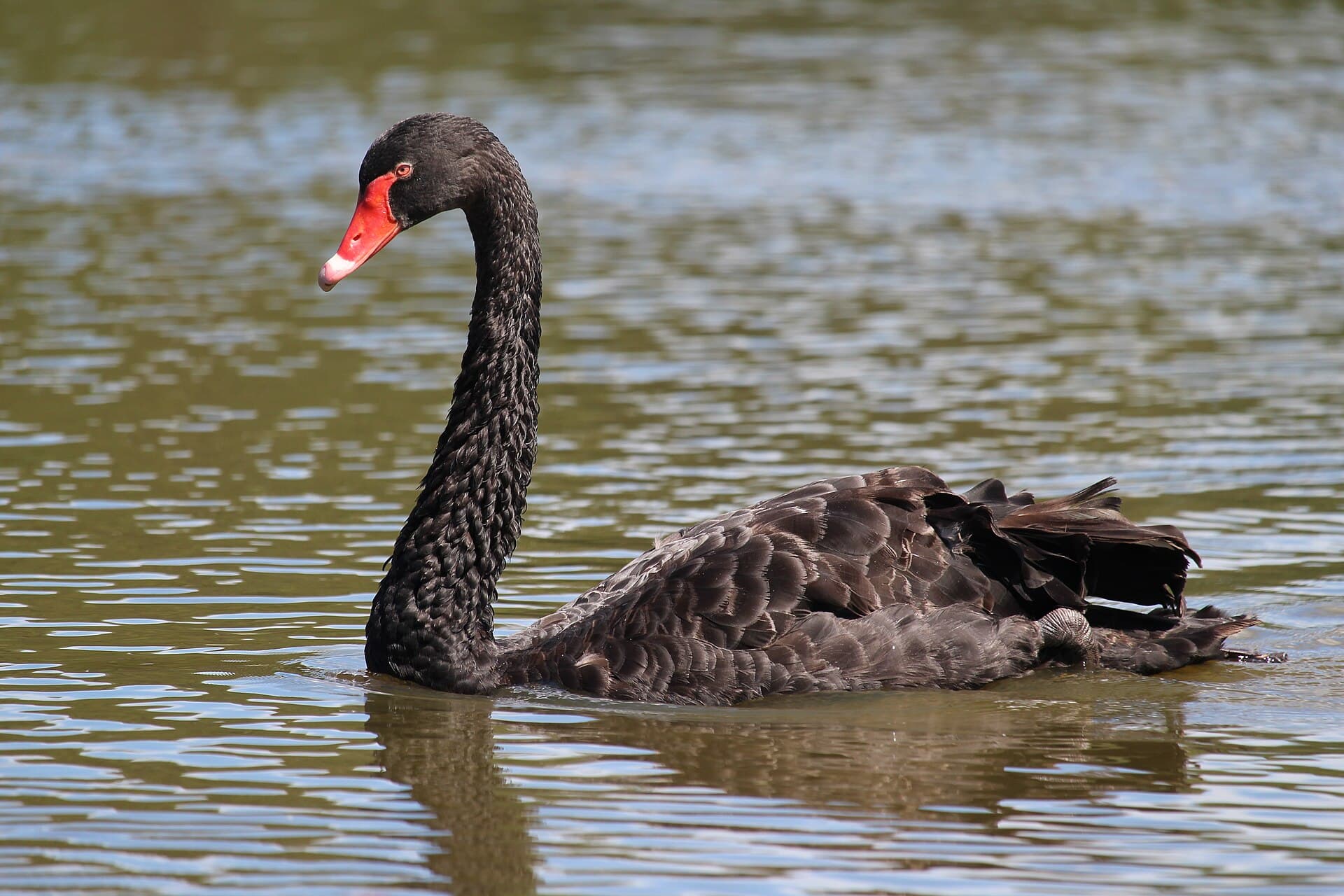 zwarte zwaan (Cygnus atratus) - Black Swan in Australia