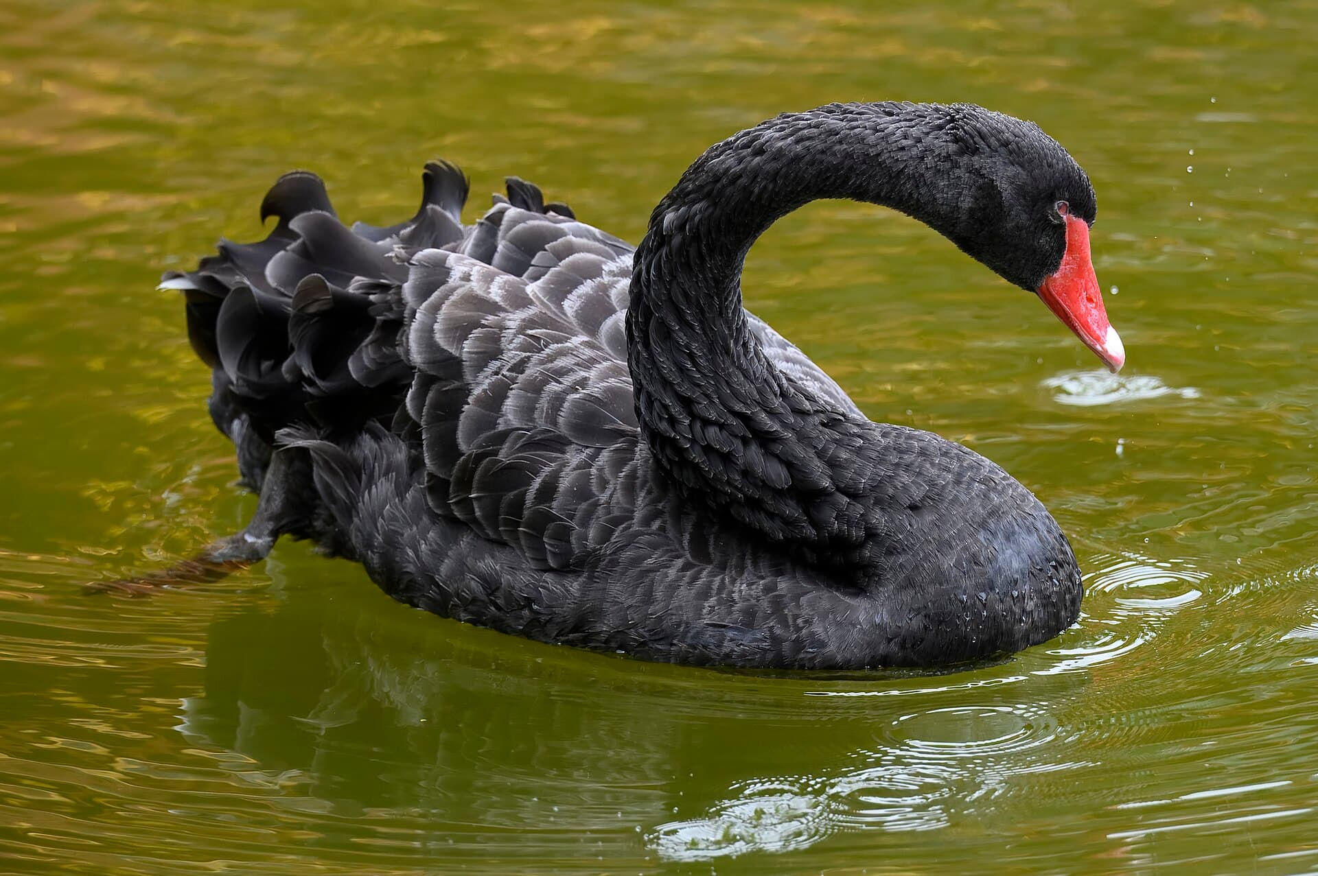 zwarte zwaan (Cygnus atratus) - Black swan byodo-in temple HI 7.16.24 DSC 1310-topaz-denoiseraw
