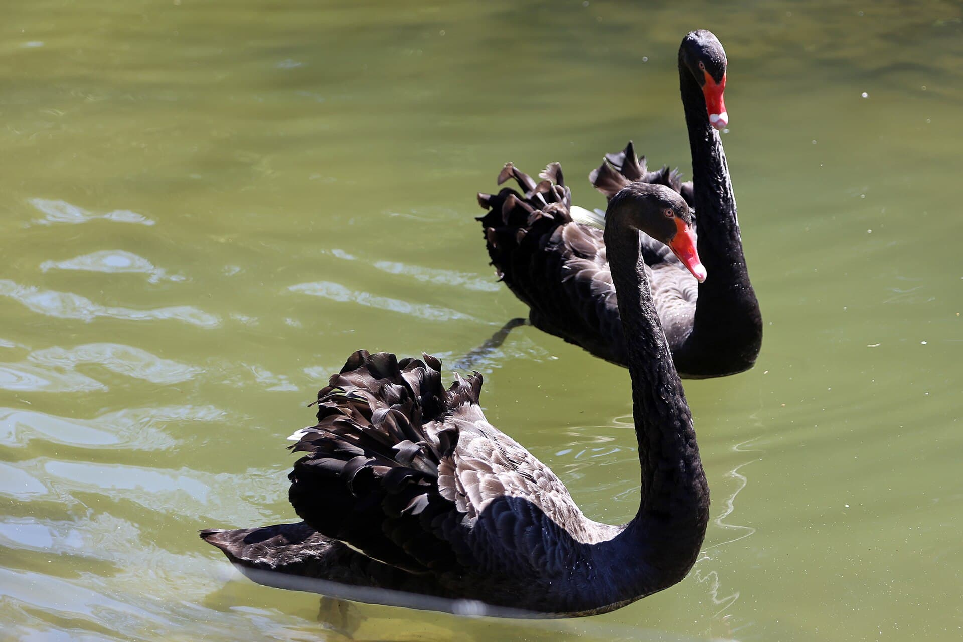 zwarte zwaan (Cygnus atratus) - 00 2102 Trauerschwäne (Breisach am Rhein)