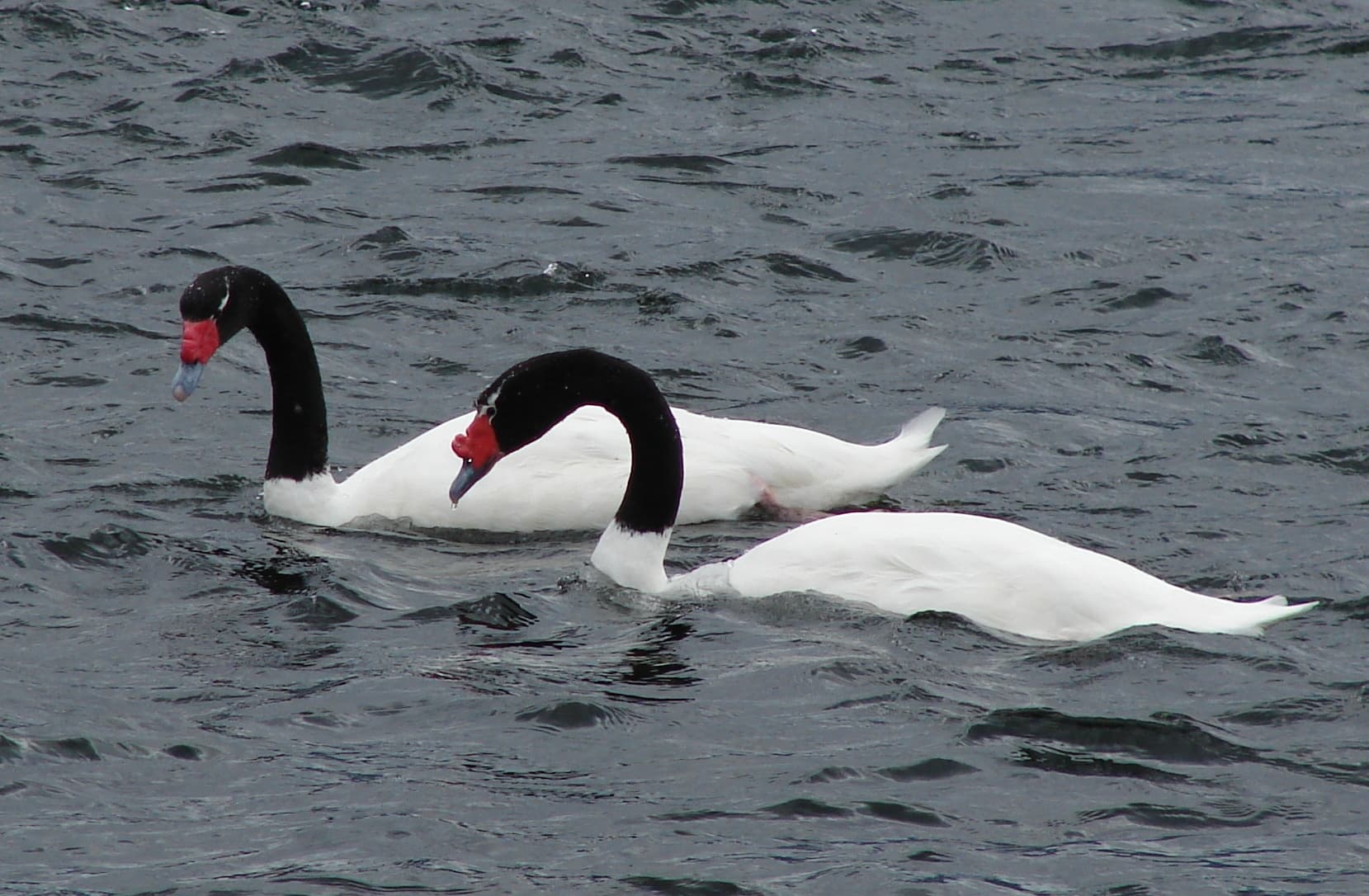 zwarthalszwaan (Cygnus melancoryphus) - Blackneck swan pair hornopiren chile feb 2010
