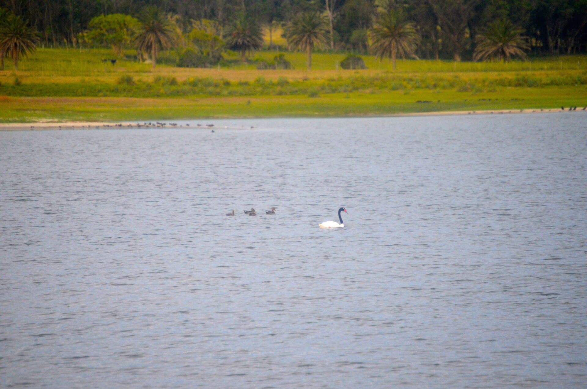 zwarthalszwaan (Cygnus melancoryphus) - Black-necked swan and chips