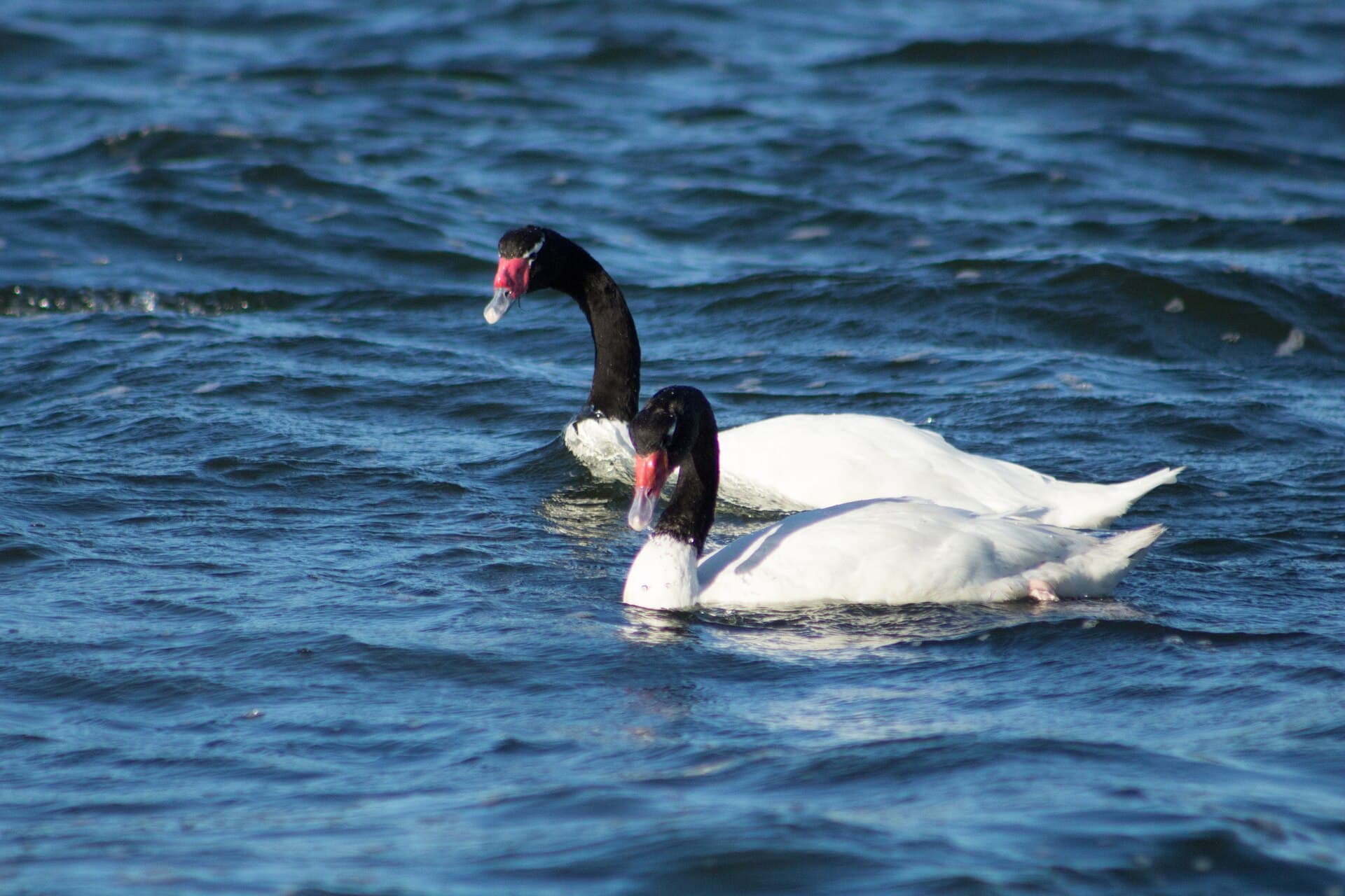 zwarthalszwaan (Cygnus melancoryphus) - Perfect Couple