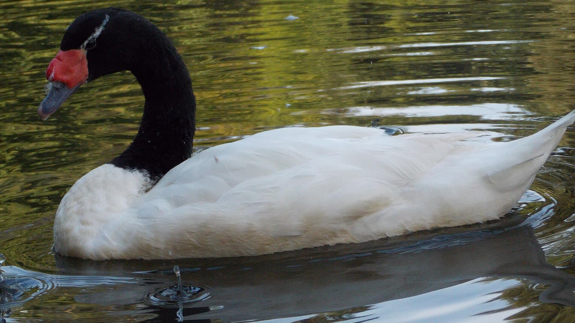 zwarthalszwaan (Cygnus melancoryphus) - Cygnus melancoryphus