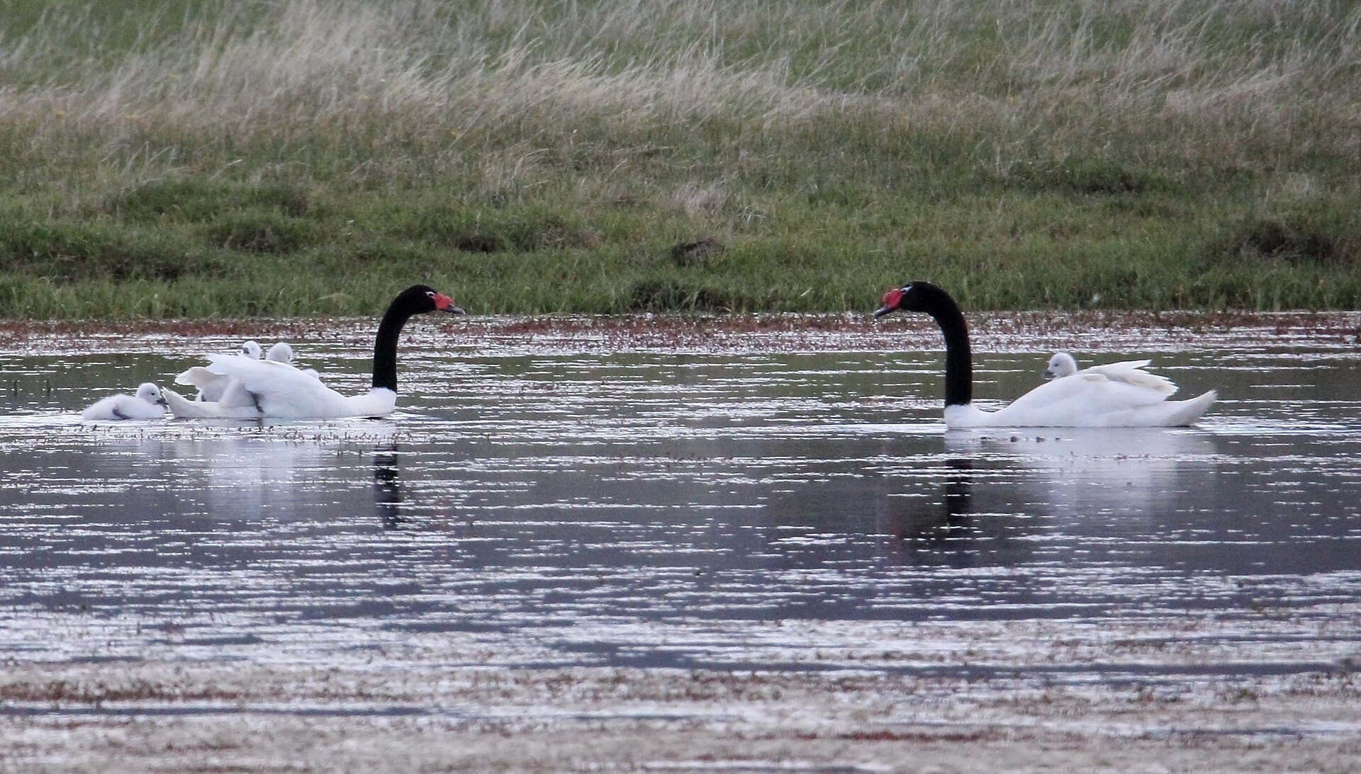 zwarthalszwaan (Cygnus melancoryphus) - Black-necked Swan (Cygnus melancoryphus)with chicks (15955750045)