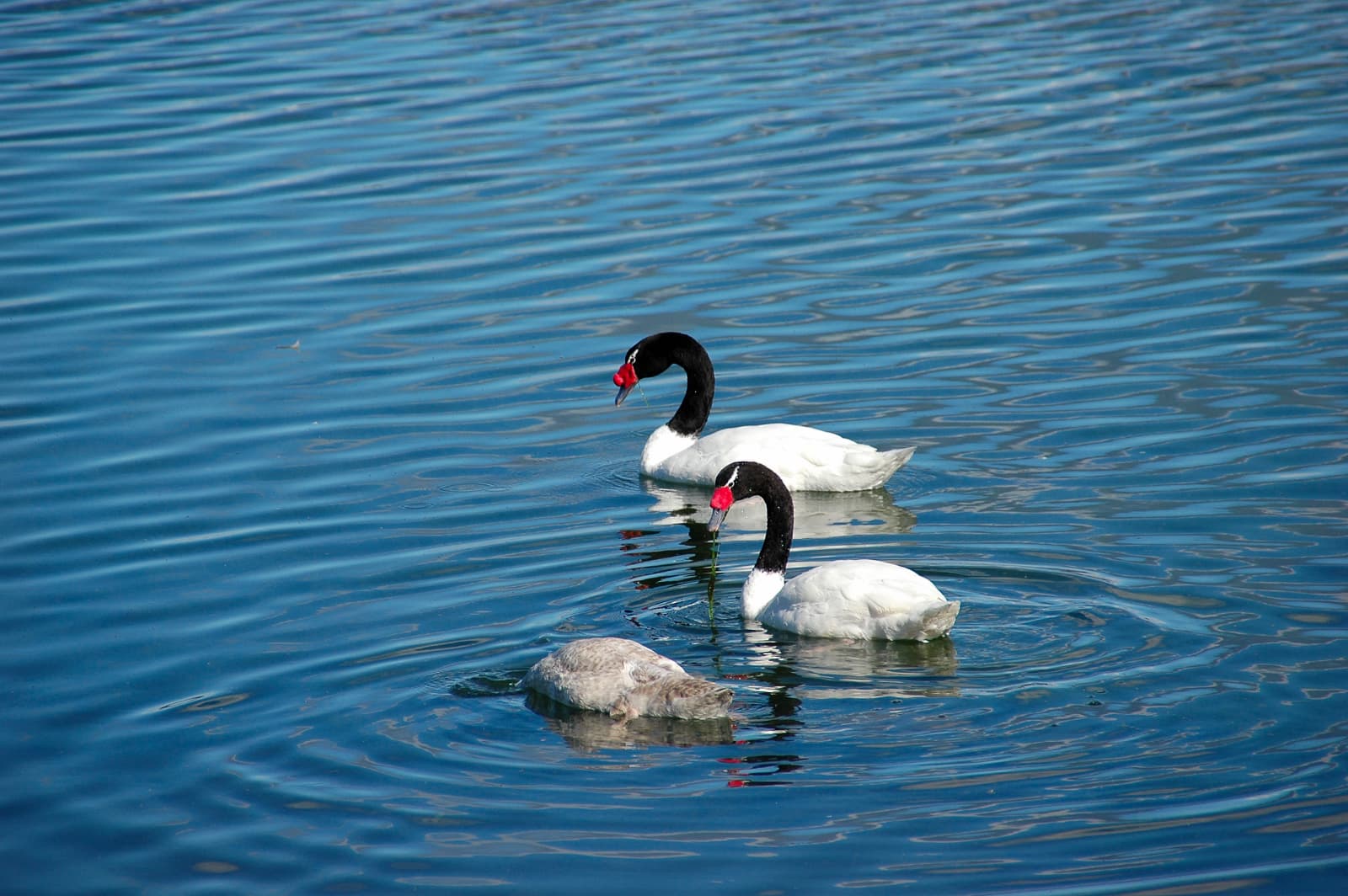 zwarthalszwaan (Cygnus melancoryphus) - Cygnus melanocoryphus