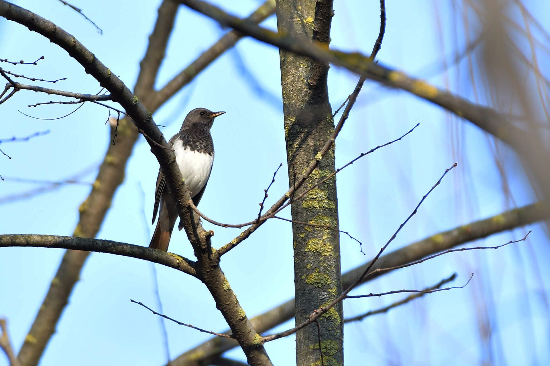 Zwartkeellijster (Turdus atrogularis) - Black throated Thrush 02