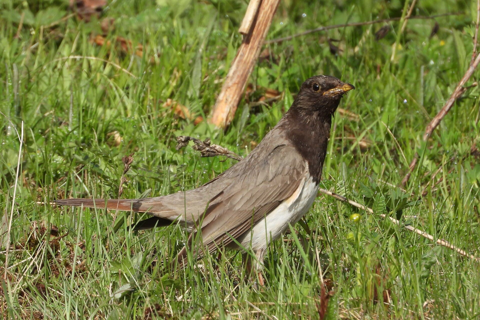 Zwartkeellijster (Turdus atrogularis) - Turdus atrogularis 298118515