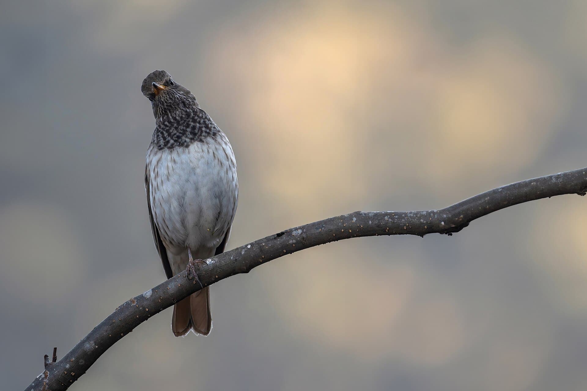 Zwartkeellijster (Turdus atrogularis) - Black-throated Thrush