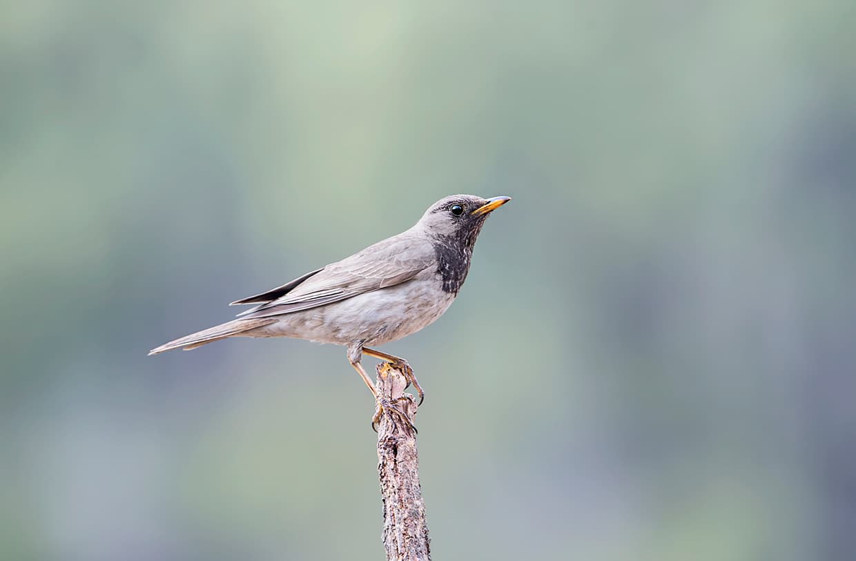 Zwartkeellijster (Turdus atrogularis) - Black-throated Thrush (45057250945)