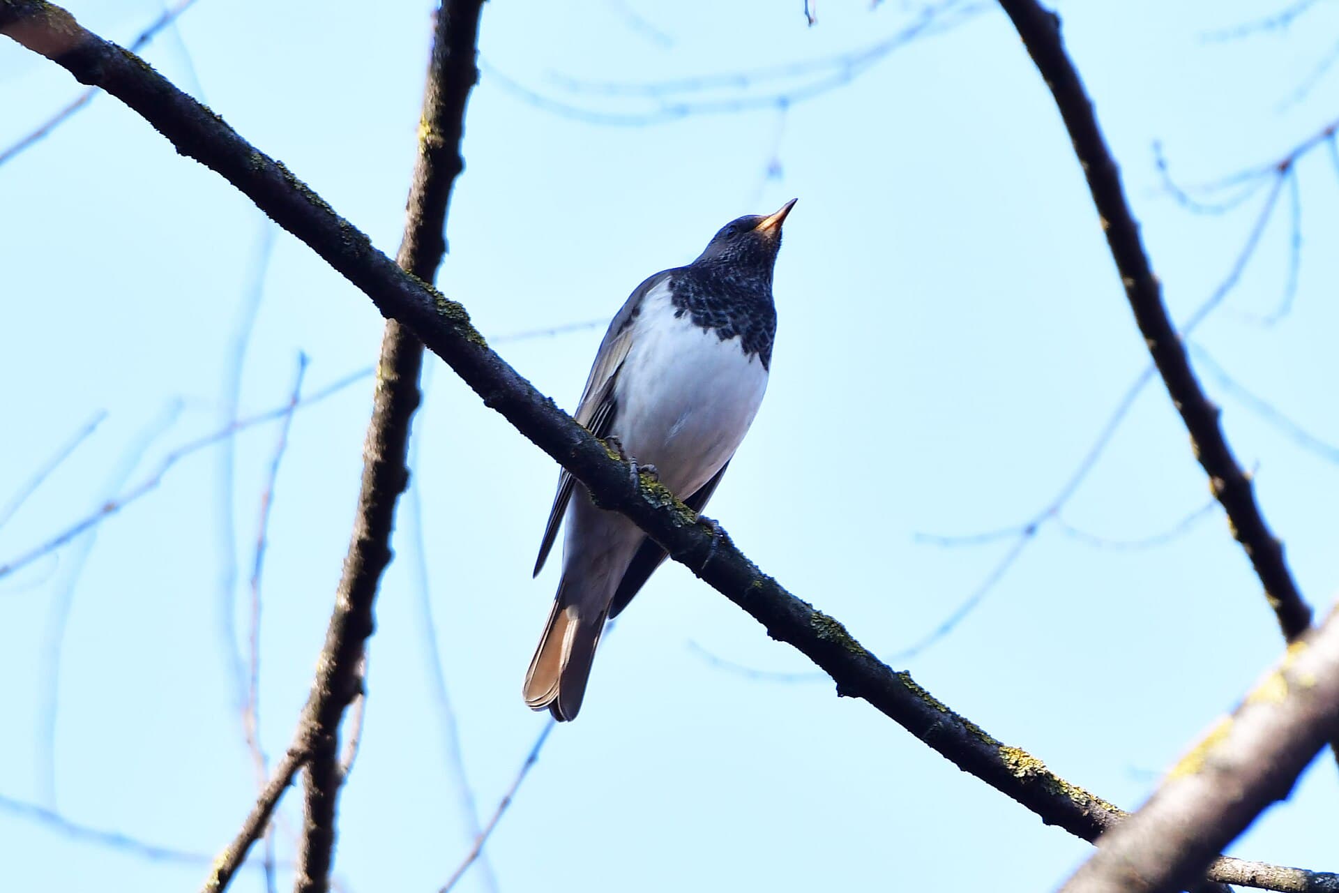 Zwartkeellijster (Turdus atrogularis) - Black throated Thrush 01